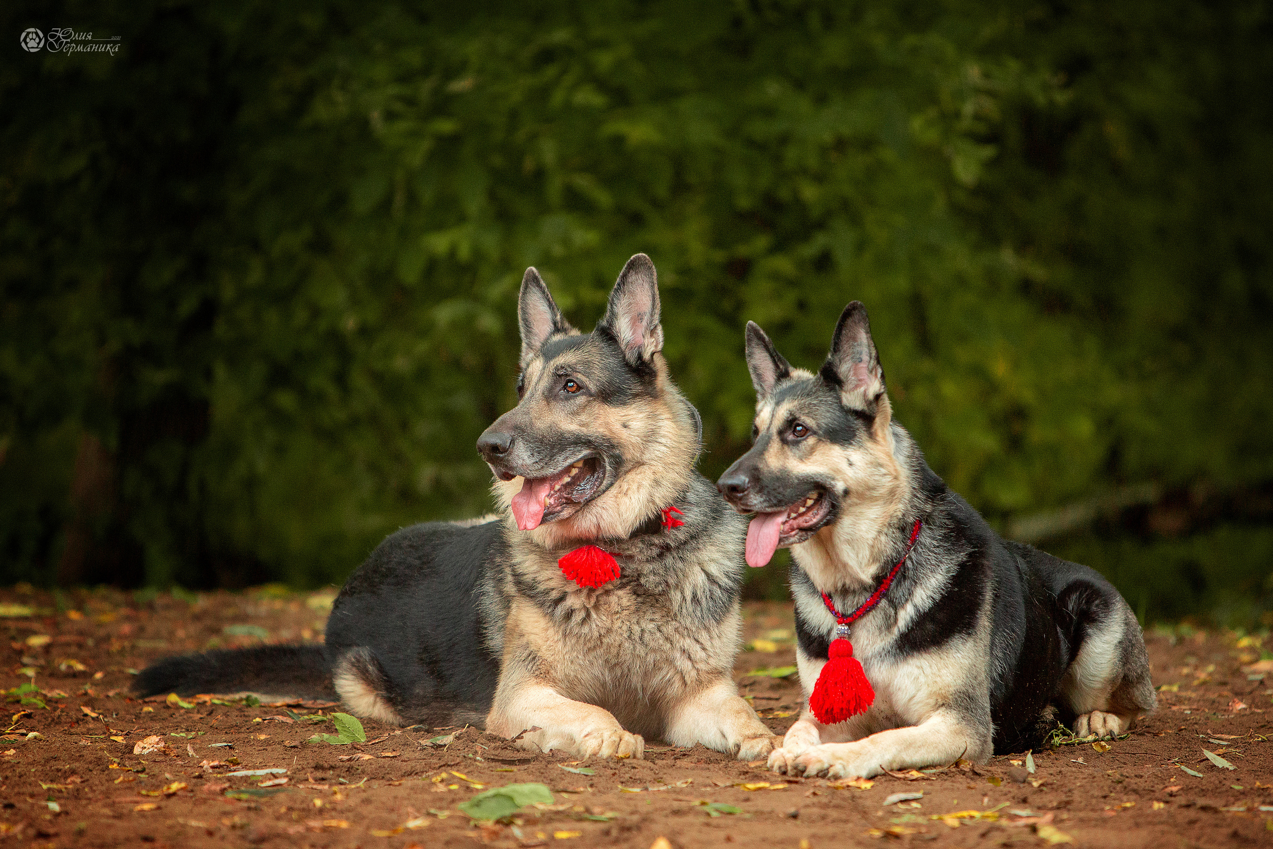Свободная съемка. Фотограф-анималист Юлия Германика