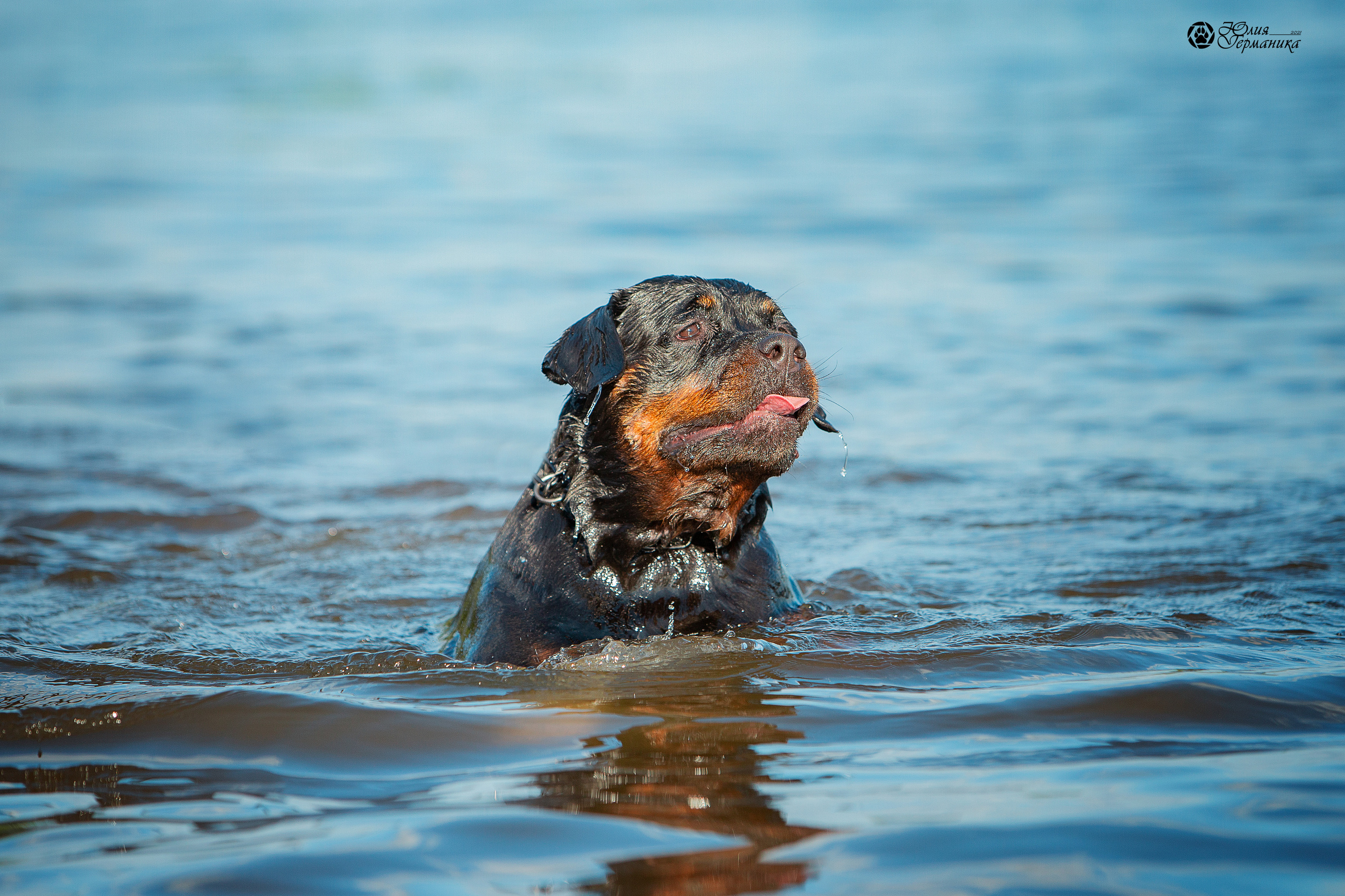Свободная съемка. Фотограф-анималист Юлия Германика