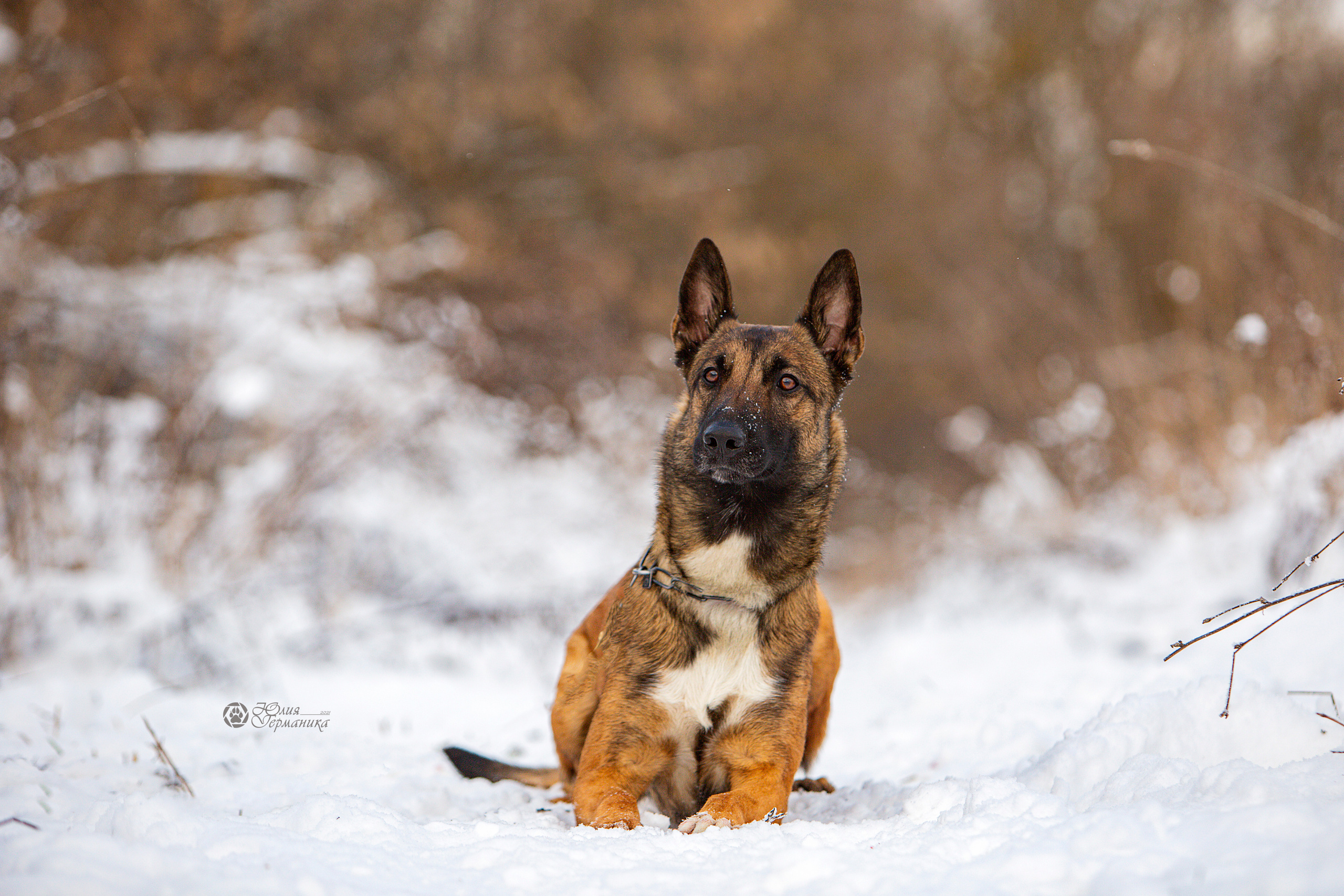 Свободная съемка. Фотограф-анималист Юлия Германика