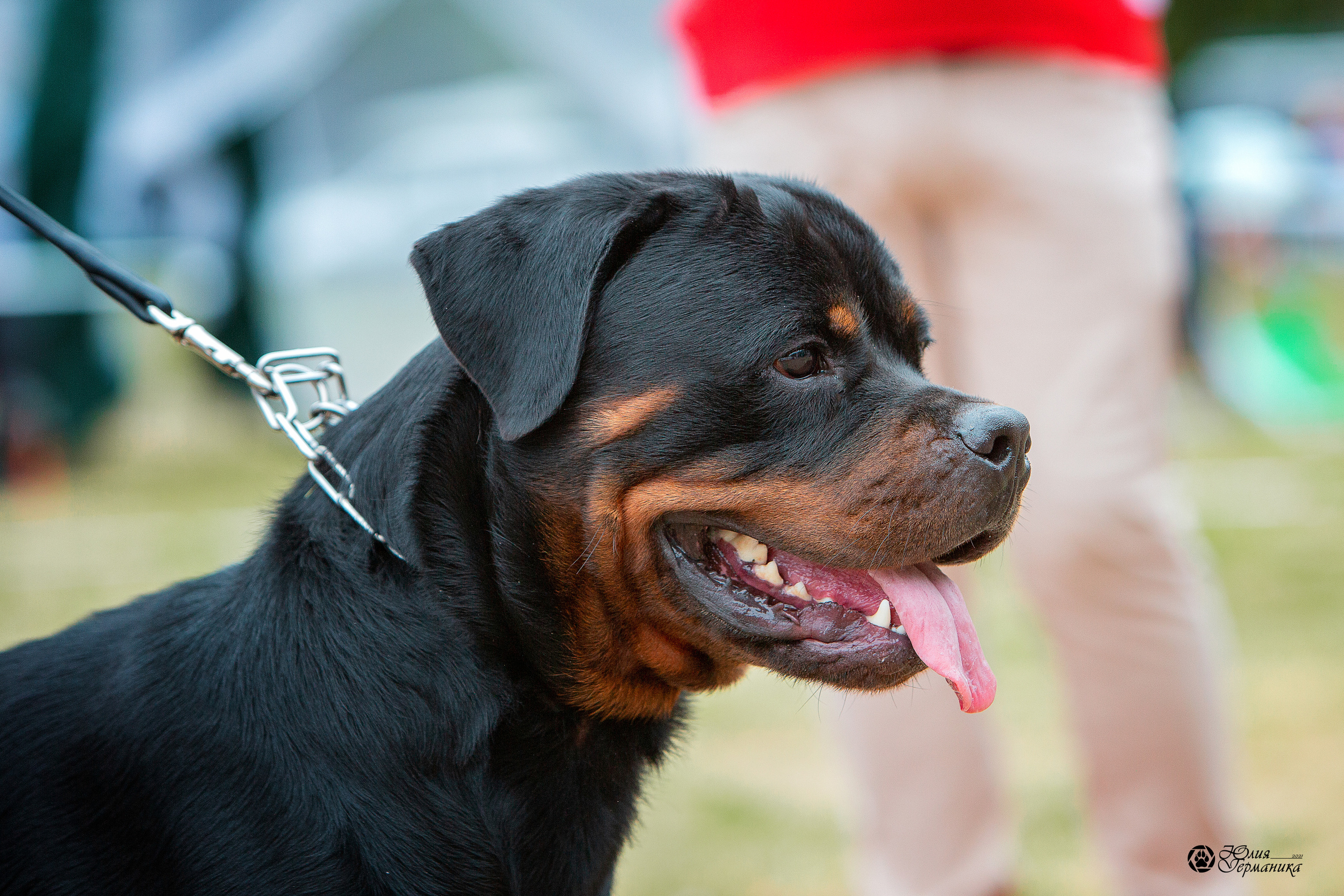 Монопородные выставки. Фотограф-анималист Юлия Германика