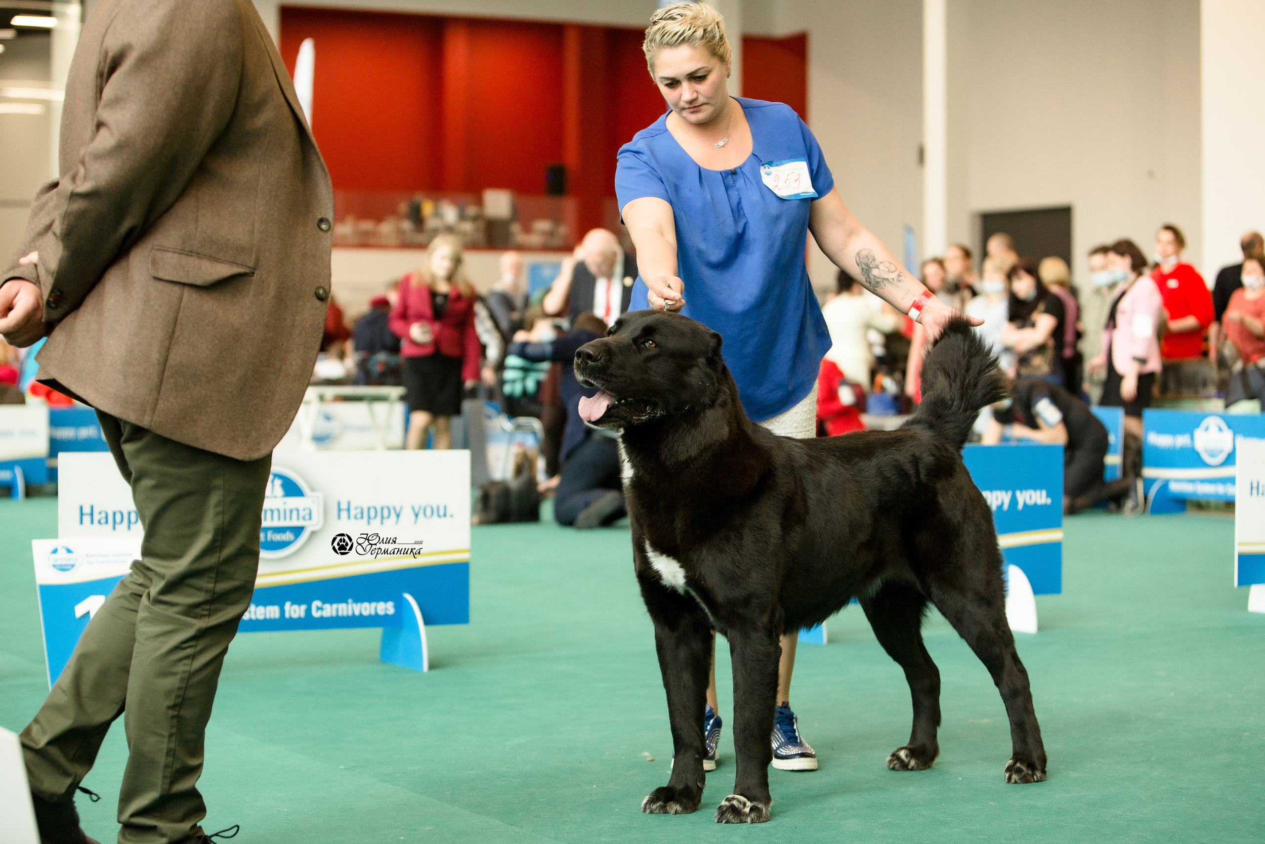 Нижний Новгород 3хCACIB 15-17 октября 2021. Фотограф-анималист Юлия Германика
