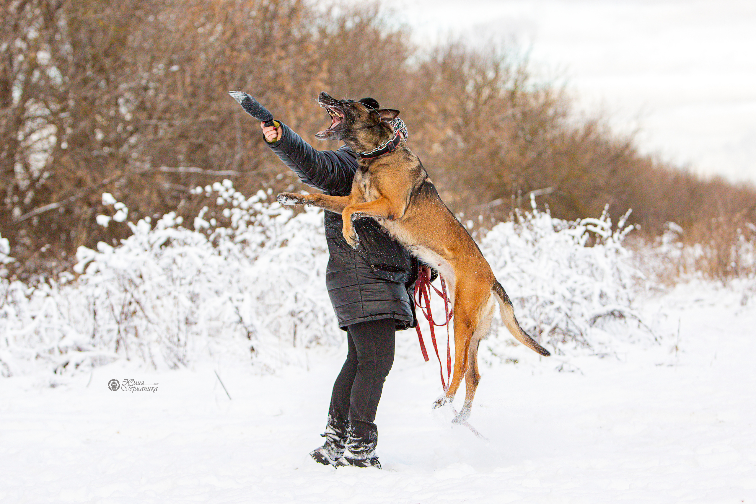 Свободная съемка. Фотограф-анималист Юлия Германика