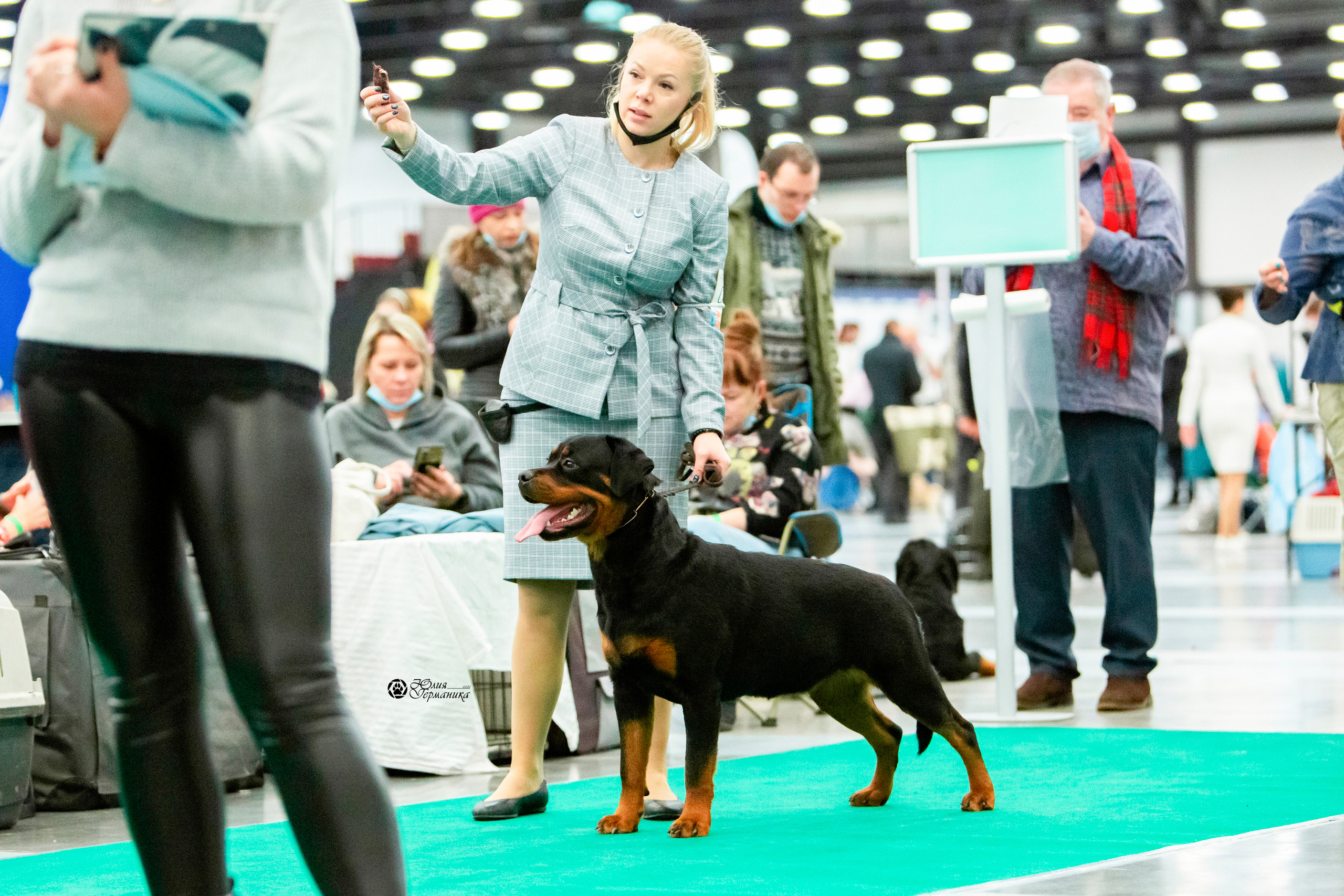Санкт-Петербург 3хCACIB 10-12 декабря 2021. Фотограф-анималист Юлия Германика