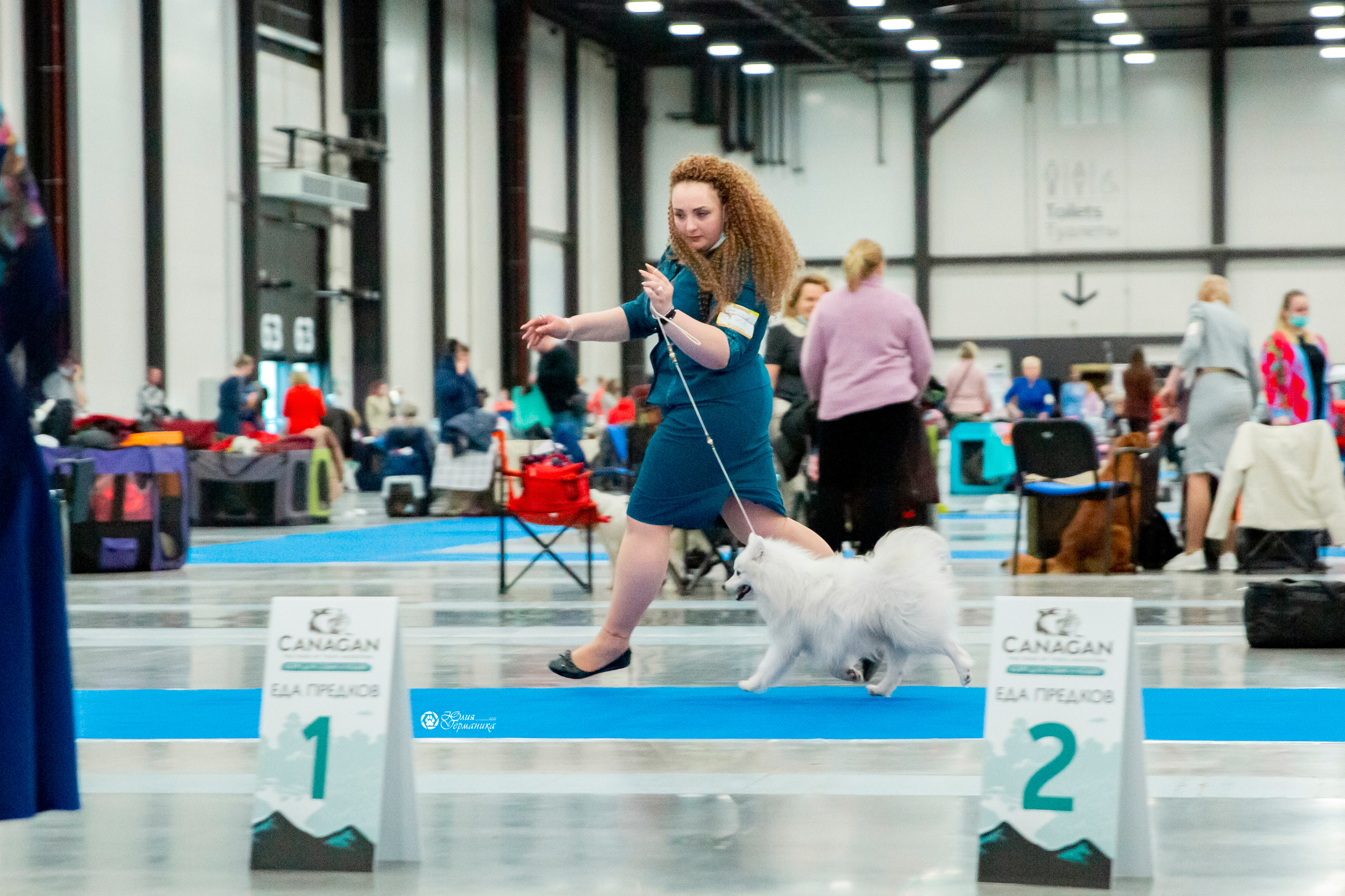 Санкт-Петербург 3хCACIB 10-12 декабря 2021. Фотограф-анималист Юлия Германика