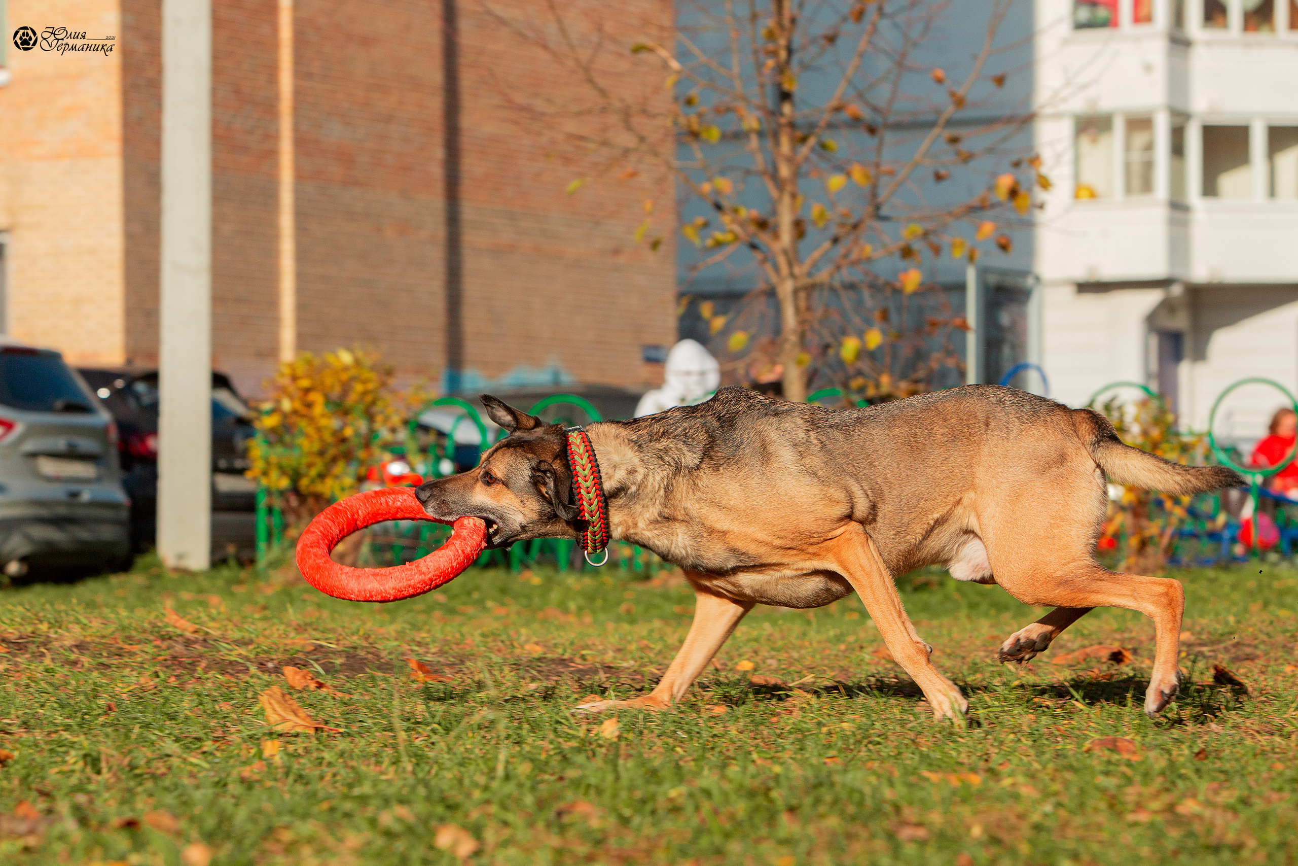 Свободная съемка. Фотограф-анималист Юлия Германика