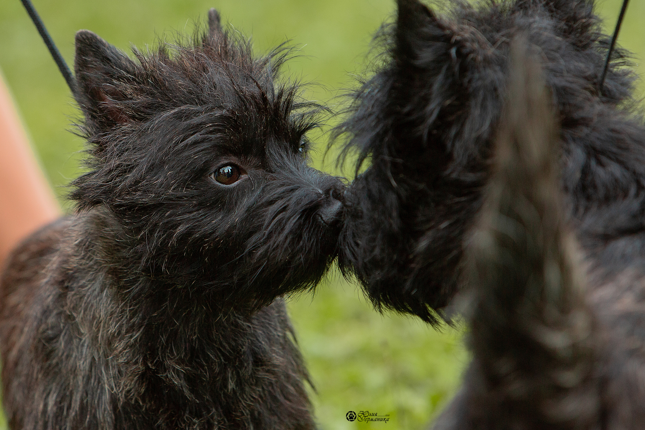 Пушкино 3хCAC 21 августа 2021. Фотограф-анималист Юлия Германика