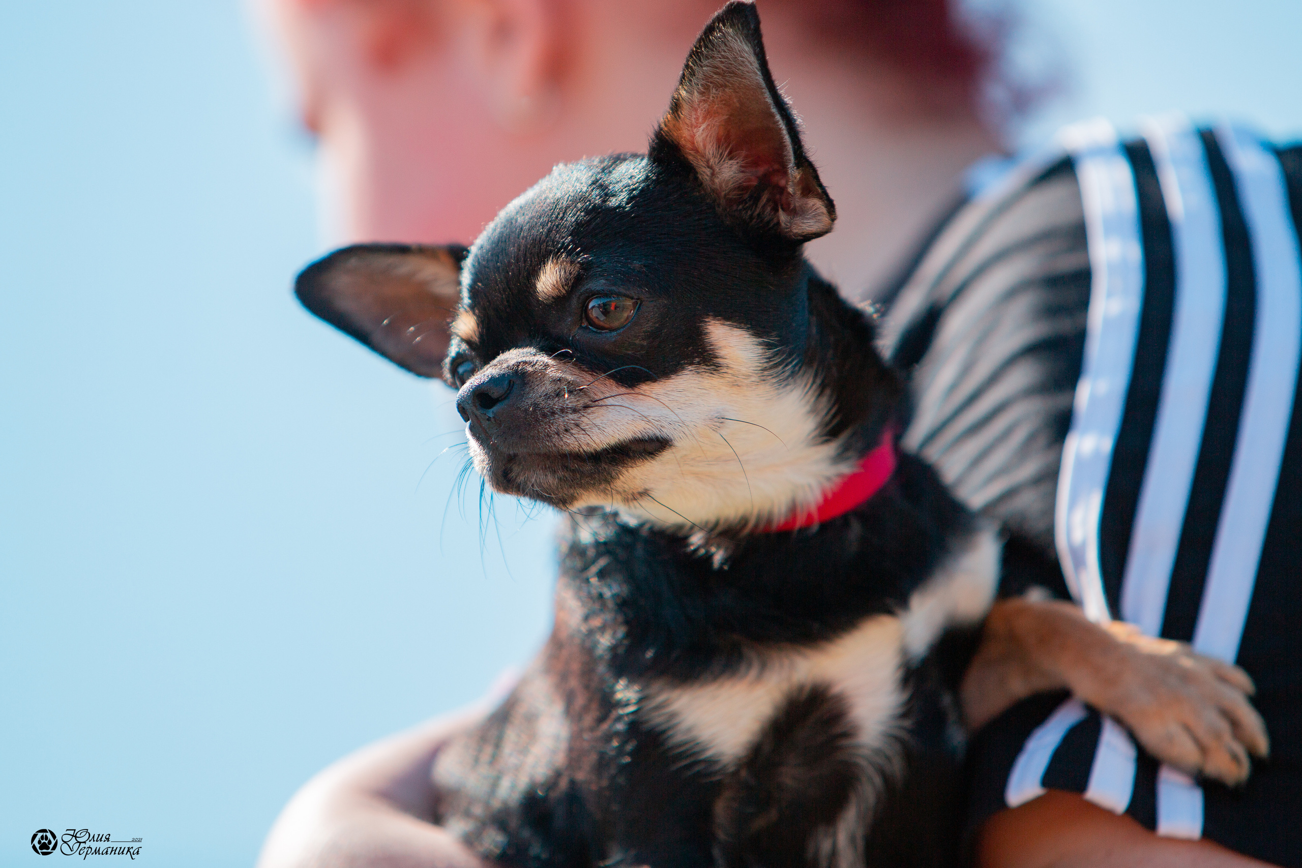 Рязань,Ховрино 14-15 августа 2021 моно ротвейлеров. Фотограф-анималист Юлия Германика
