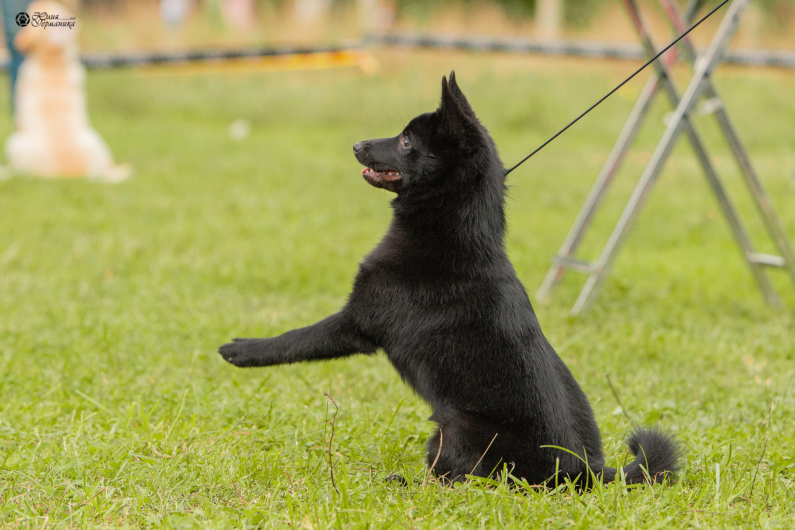 Пушкино 3хCAC 21 августа 2021. Фотограф-анималист Юлия Германика