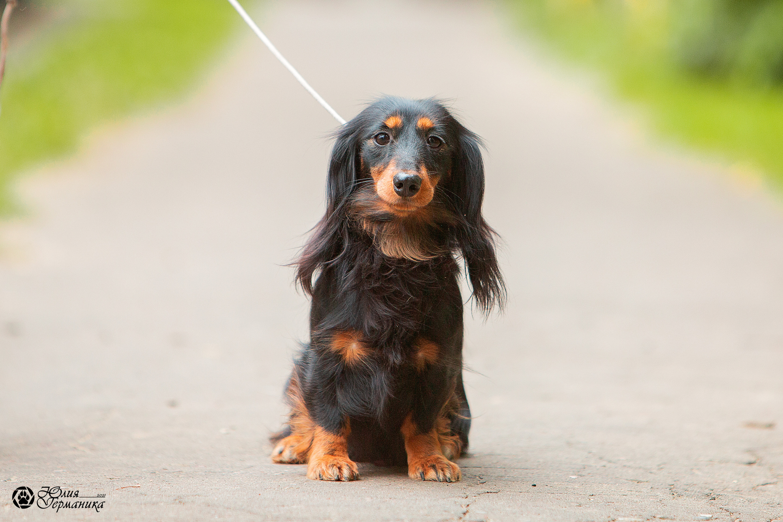 Свободная съемка. Фотограф-анималист Юлия Германика
