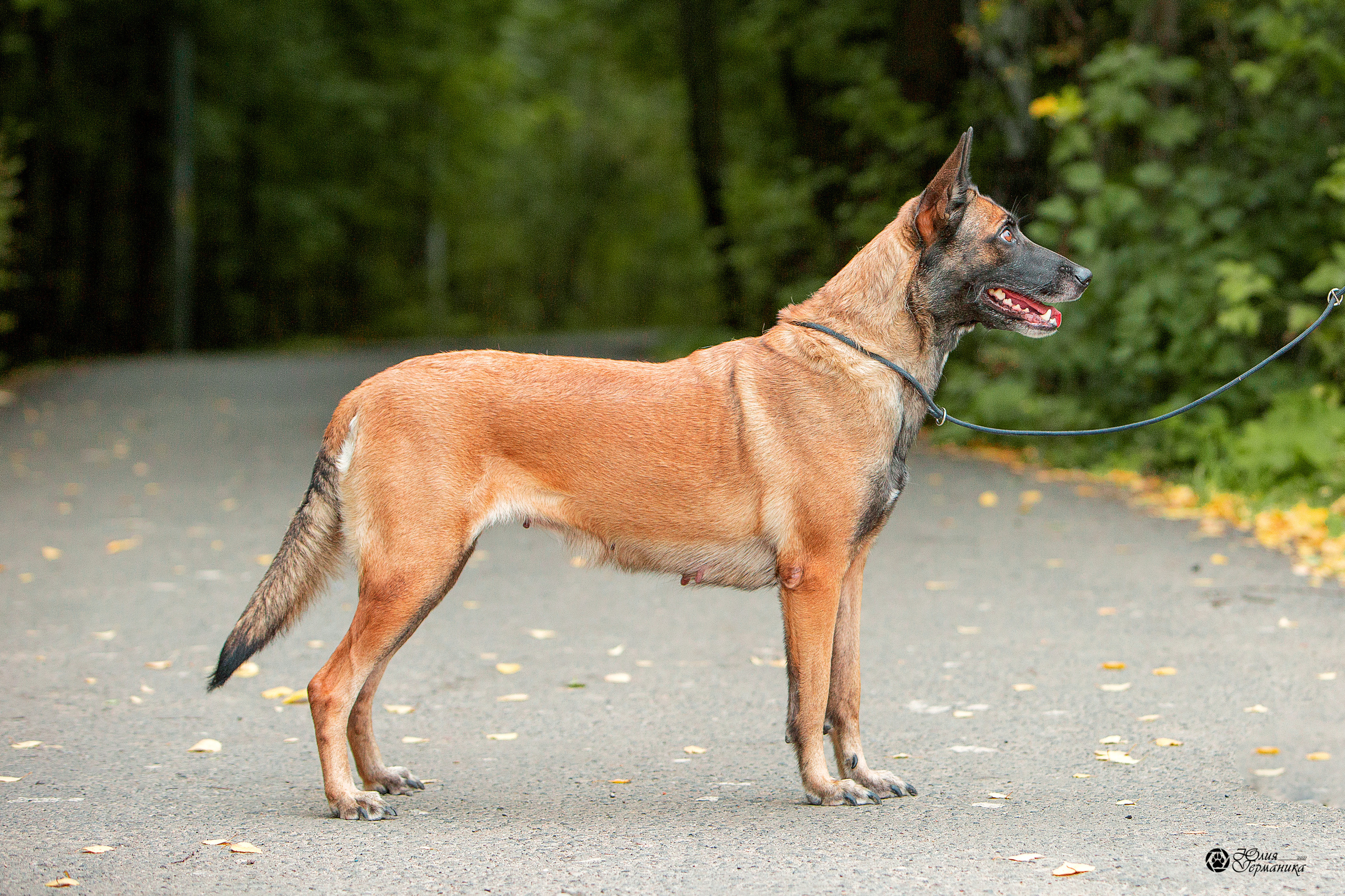Свободная съемка. Фотограф-анималист Юлия Германика