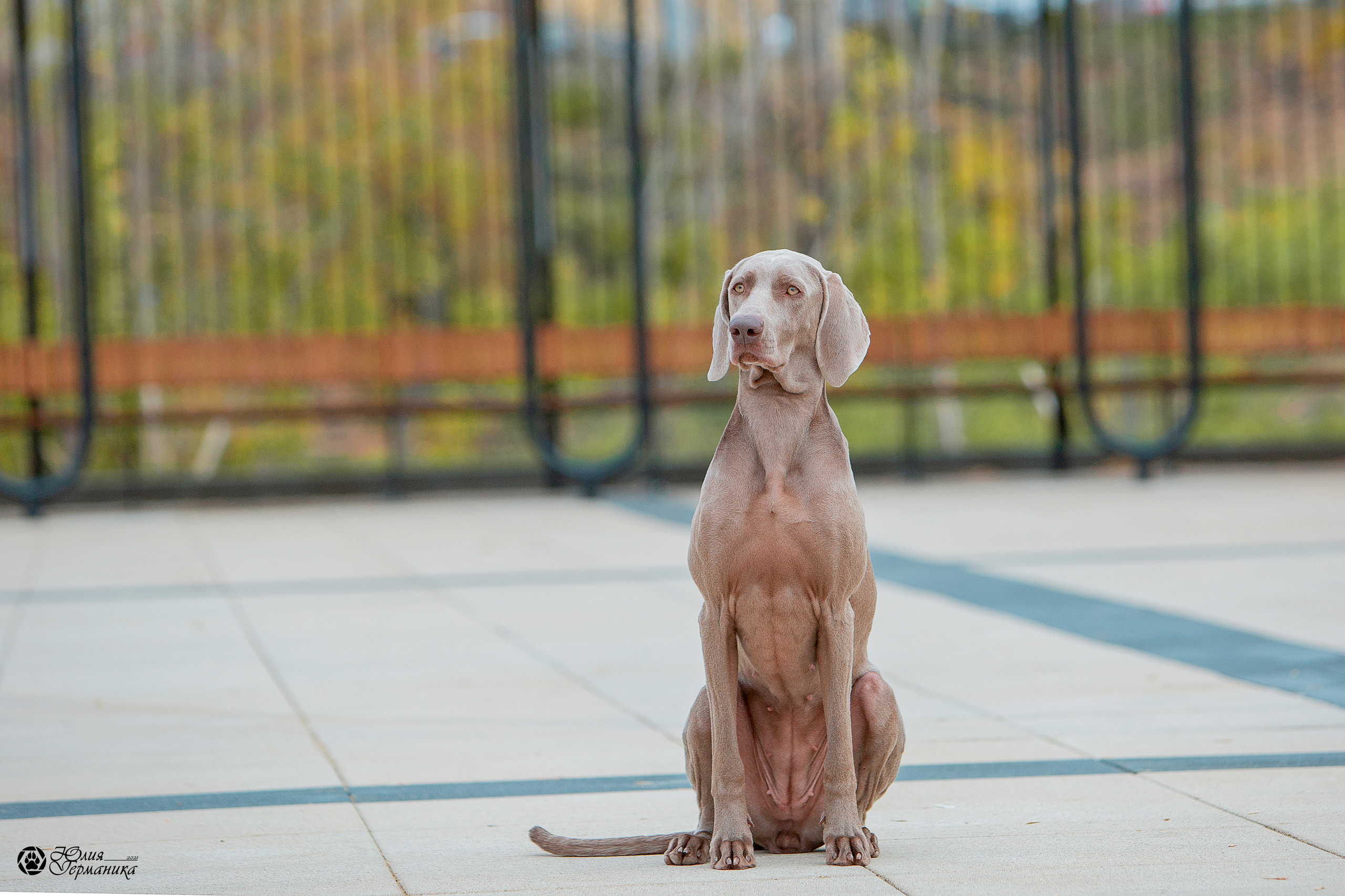 Нижний Новгород 3хCACIB 15-17 октября 2021. Фотограф-анималист Юлия Германика