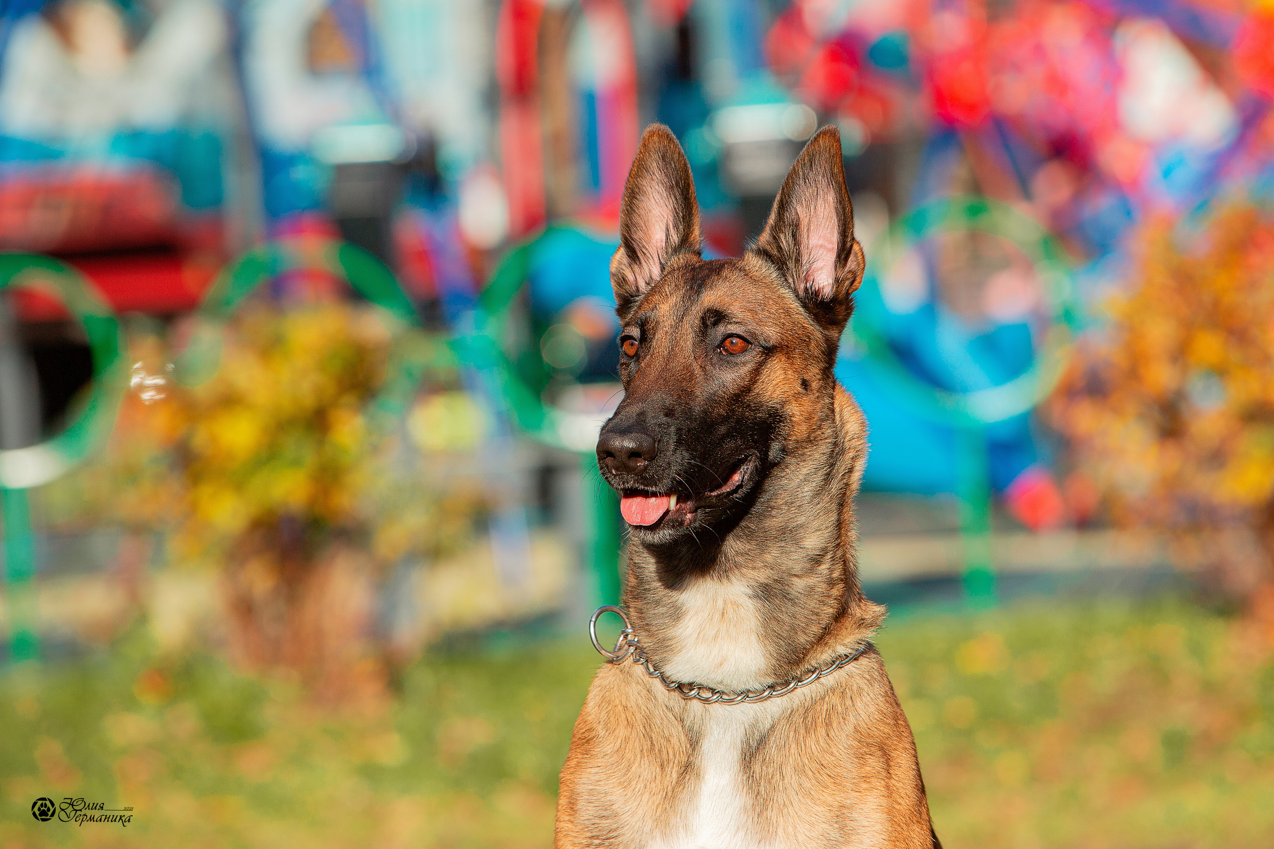 Свободная съемка. Фотограф-анималист Юлия Германика
