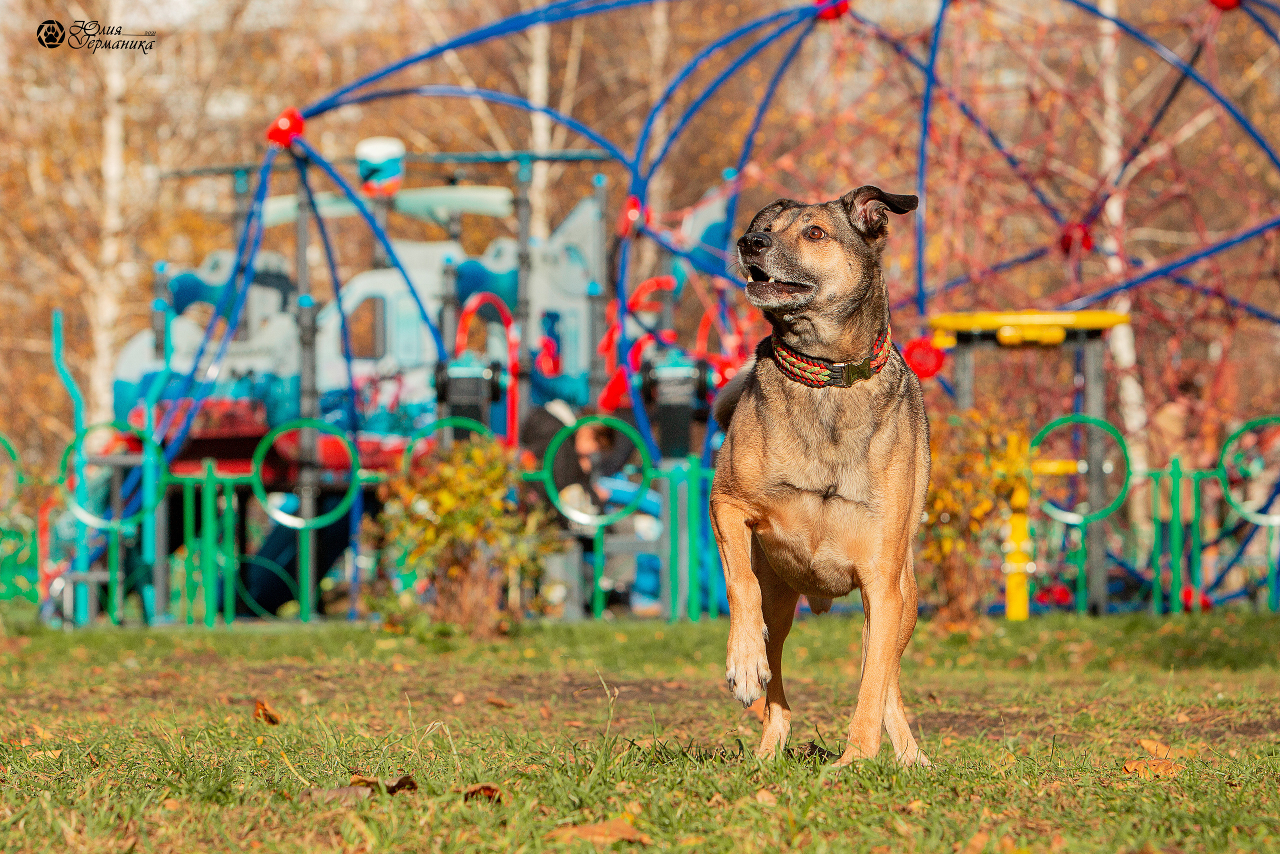 Свободная съемка. Фотограф-анималист Юлия Германика