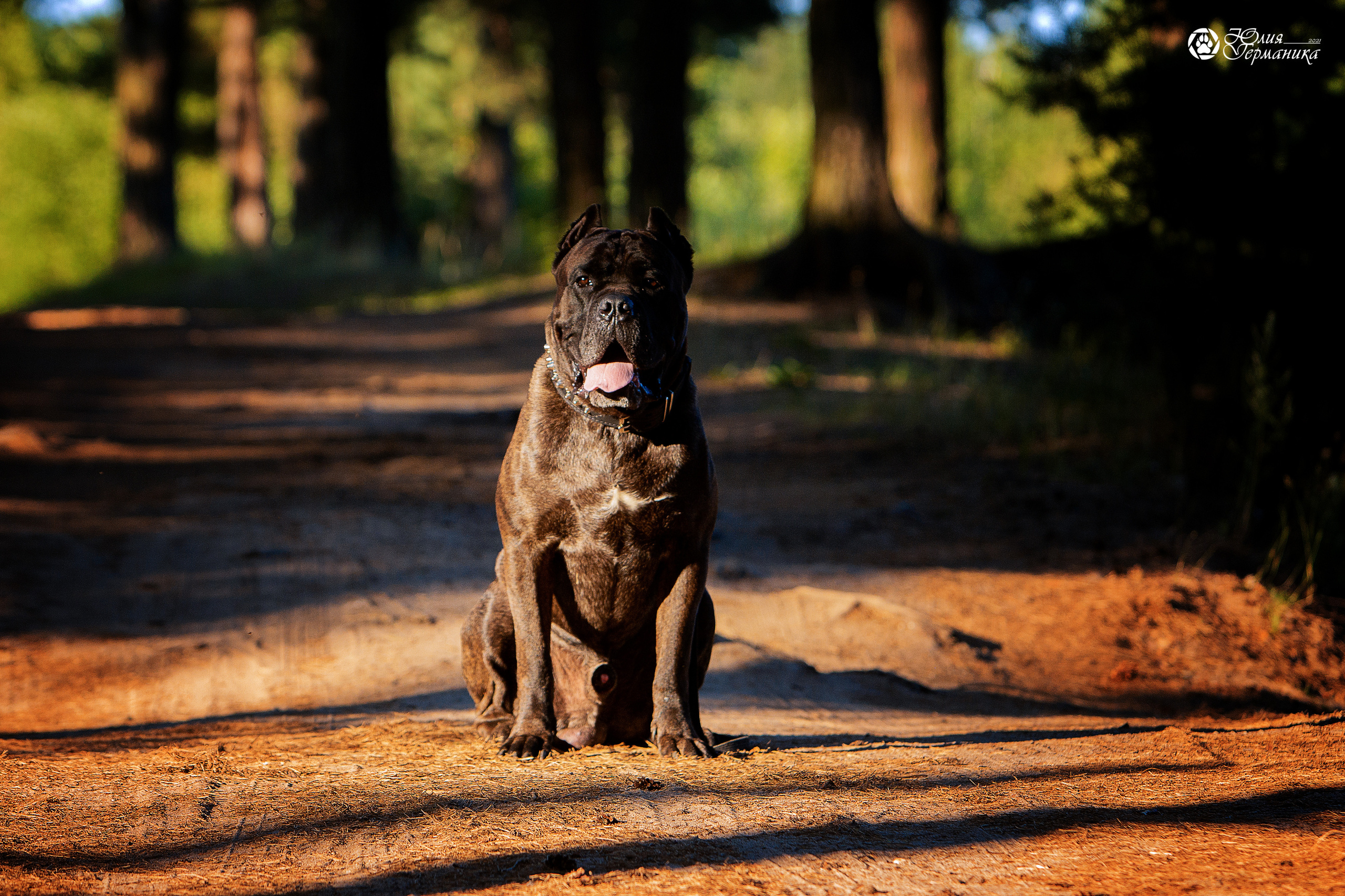 Свободная съемка. Фотограф-анималист Юлия Германика