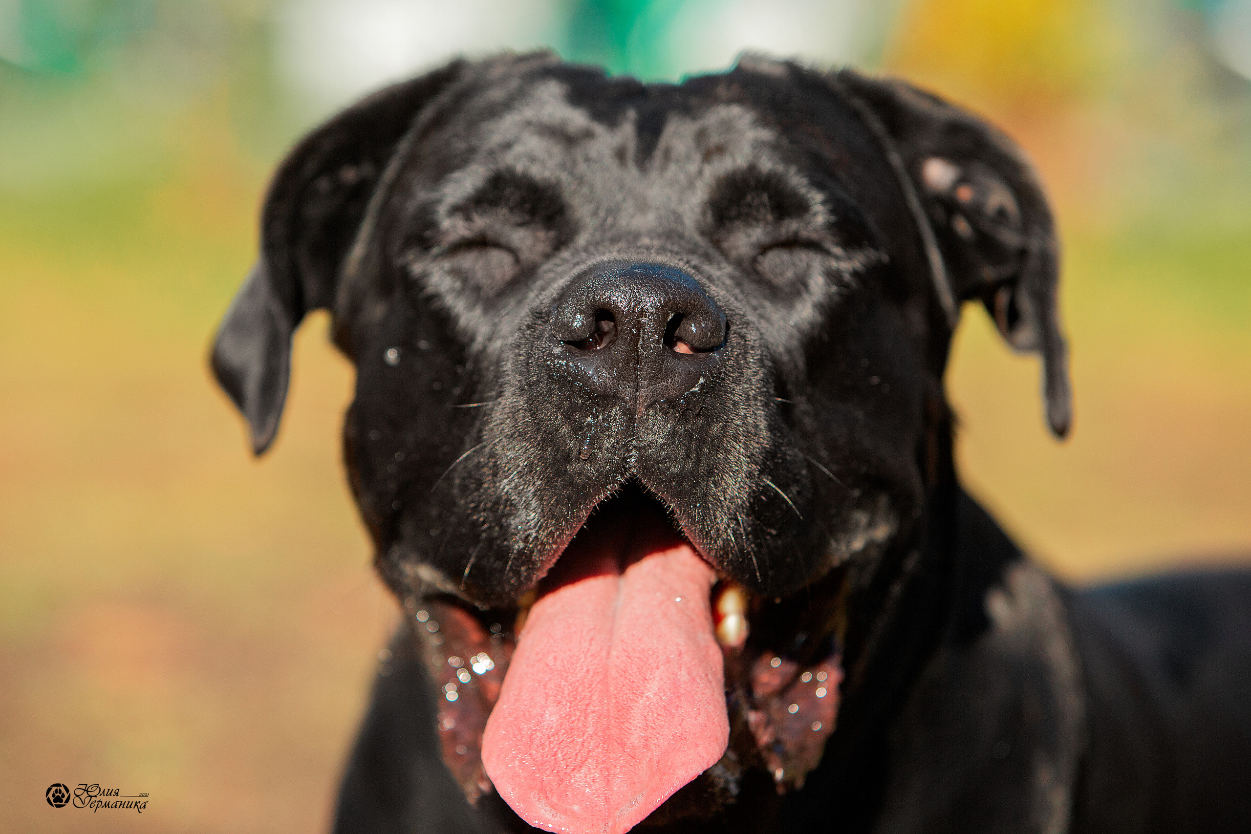 Свободная съемка. Фотограф-анималист Юлия Германика
