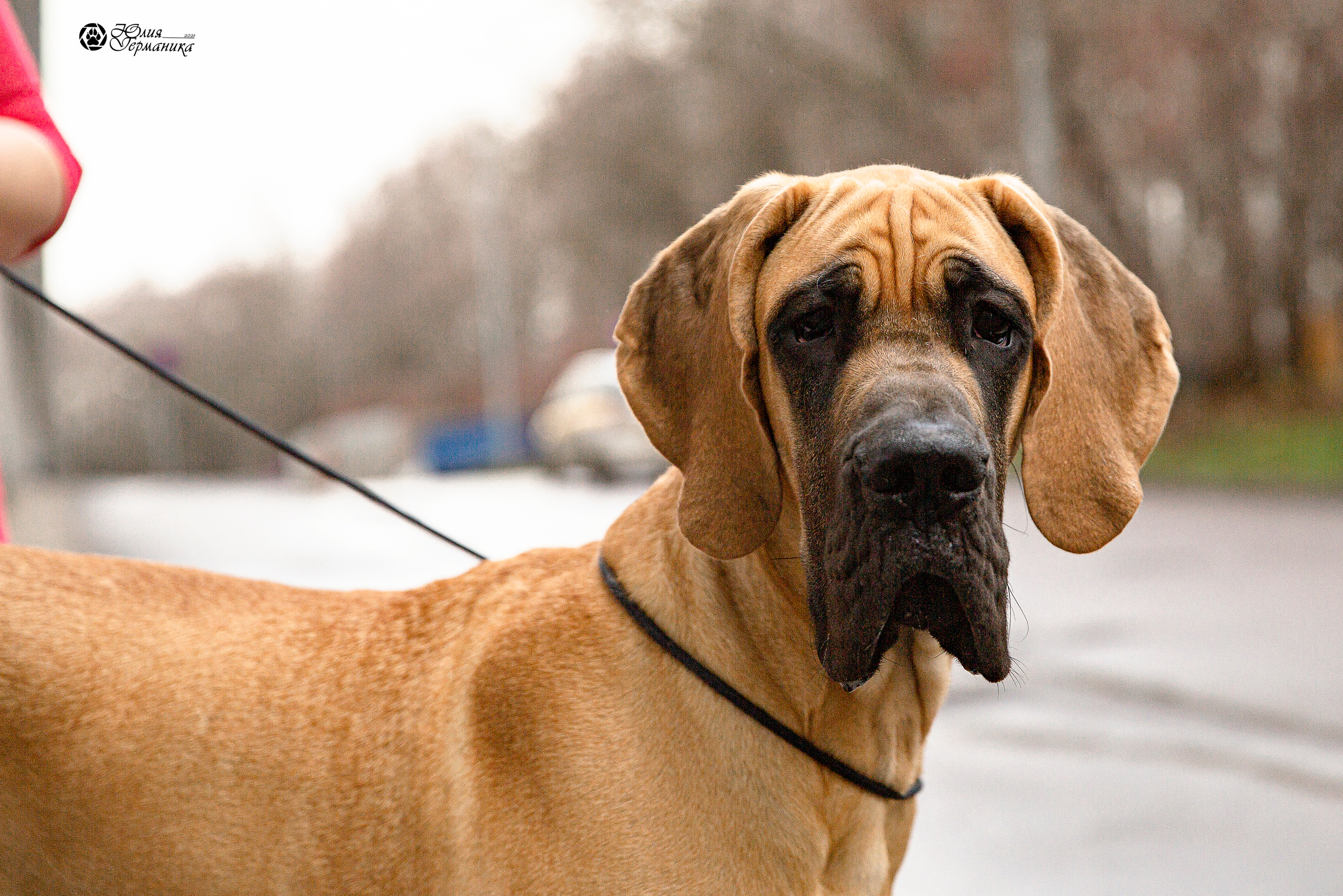 Чайник  13-14 ноября 2021. Фотограф-анималист Юлия Германика