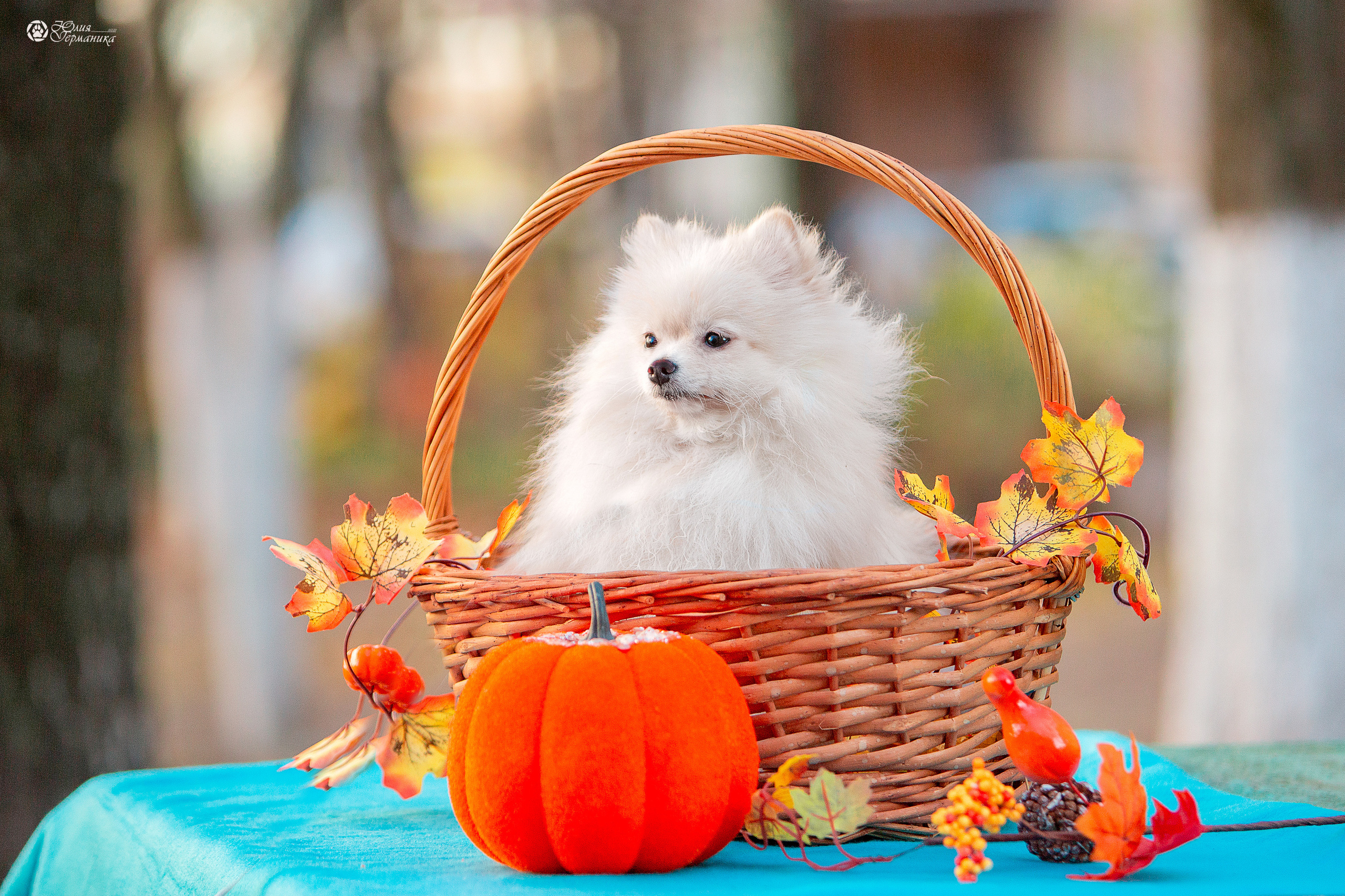 Свободная съемка. Фотограф-анималист Юлия Германика