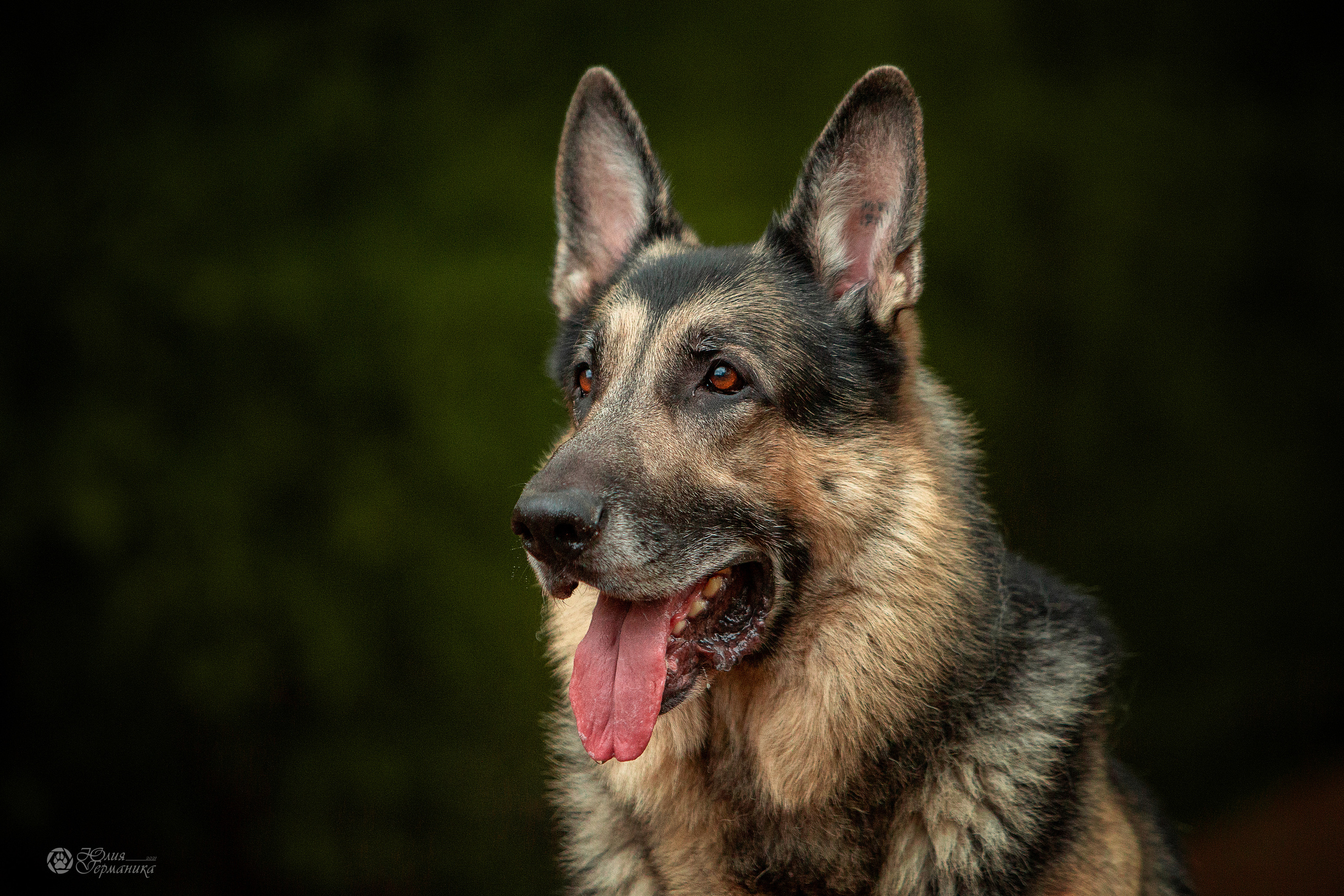Свободная съемка. Фотограф-анималист Юлия Германика