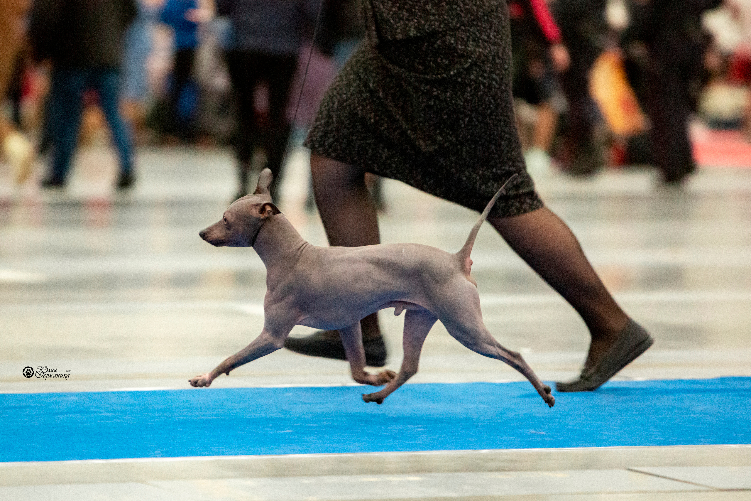 Санкт-Петербург 3хCACIB 10-12 декабря 2021. Фотограф-анималист Юлия Германика