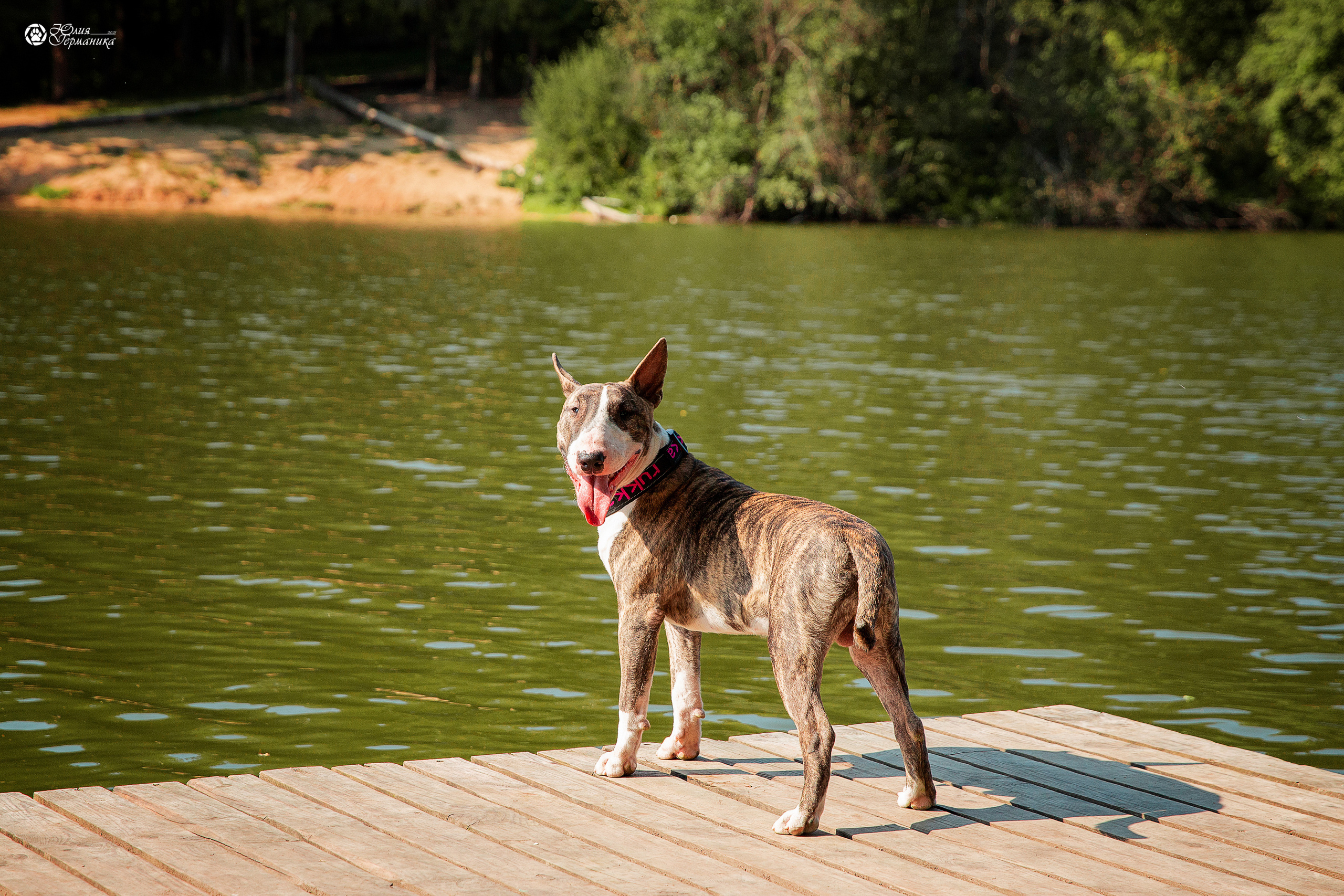 Свободная съемка. Фотограф-анималист Юлия Германика
