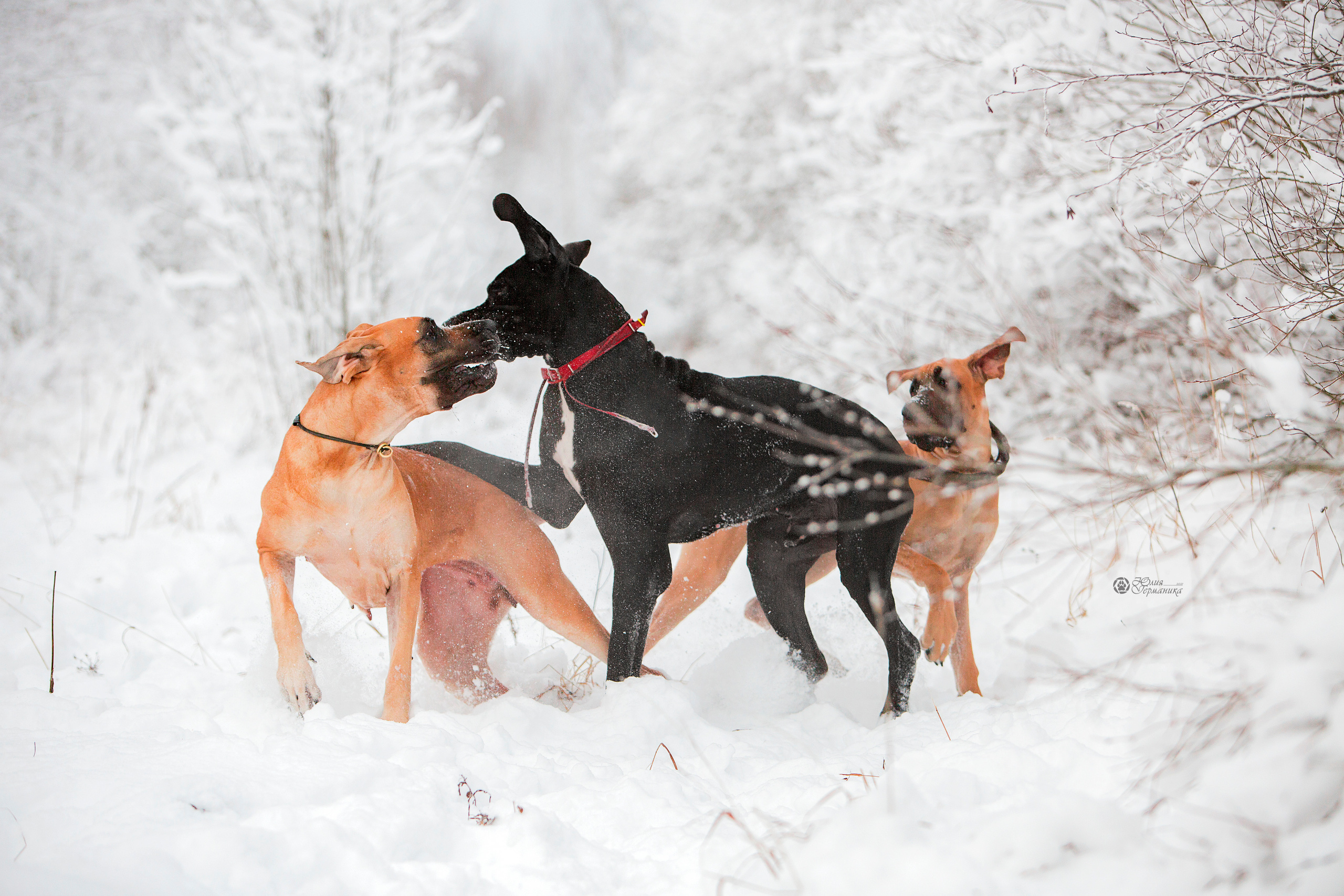 Свободная съемка. Фотограф-анималист Юлия Германика