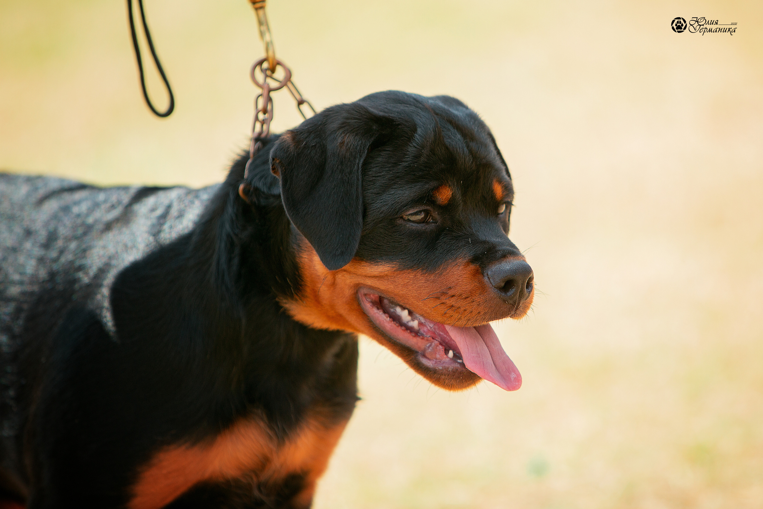 Тверь моно ротвейлеров 3-4 июля 2021. Фотограф-анималист Юлия Германика