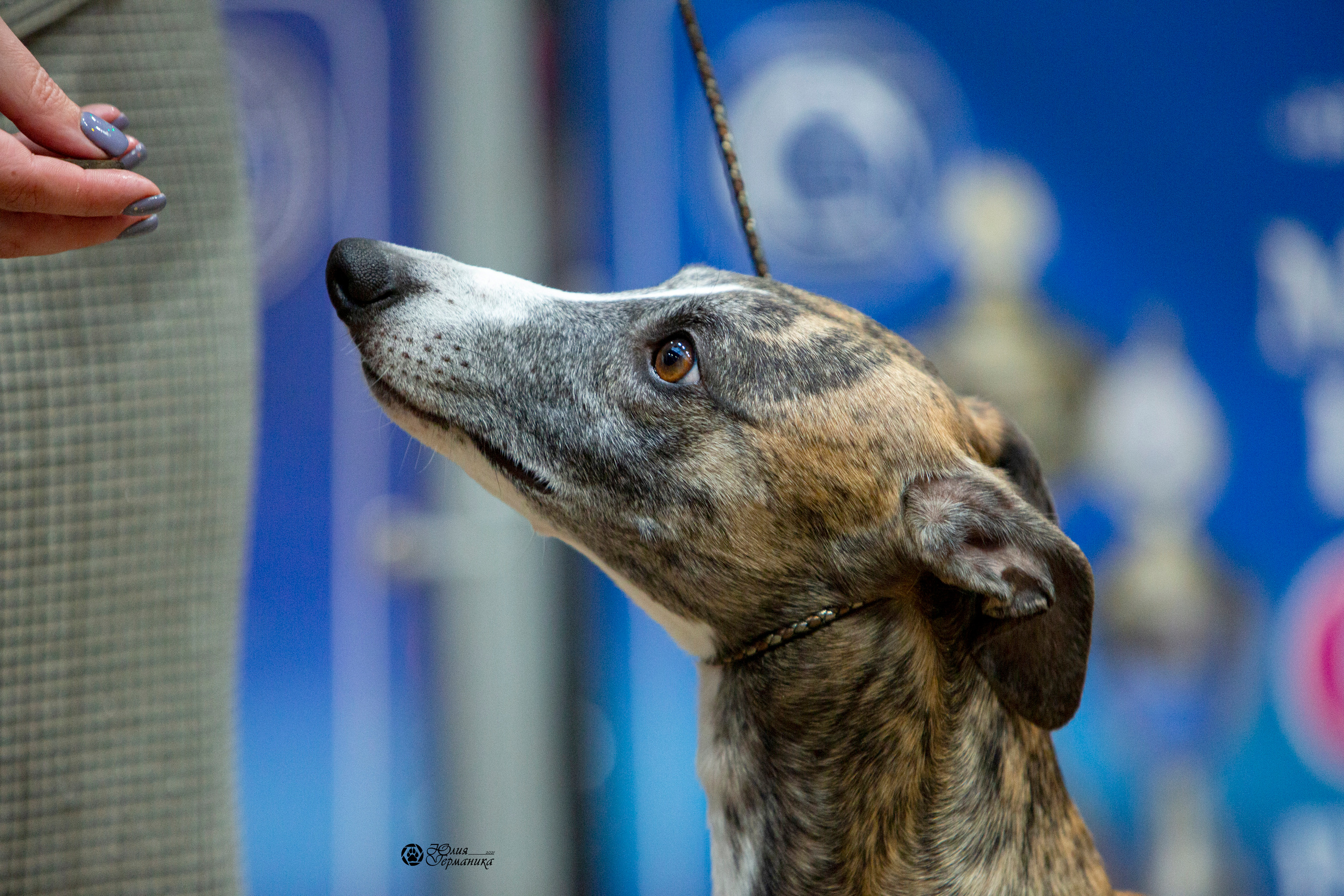 Минск 2хCACIB 27-28 ноября 2021. Фотограф-анималист Юлия Германика