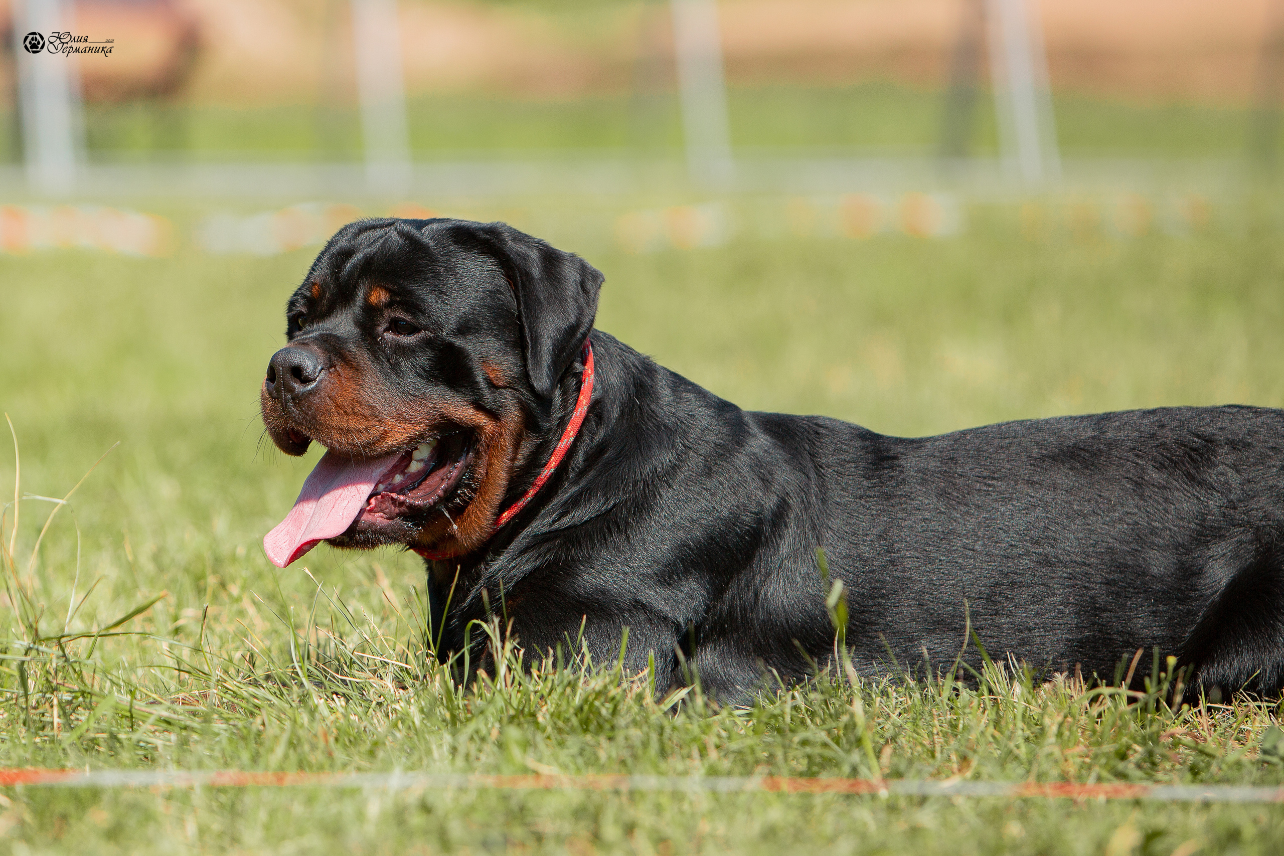 Рязань,Ховрино 14-15 августа 2021 моно ротвейлеров. Фотограф-анималист Юлия Германика