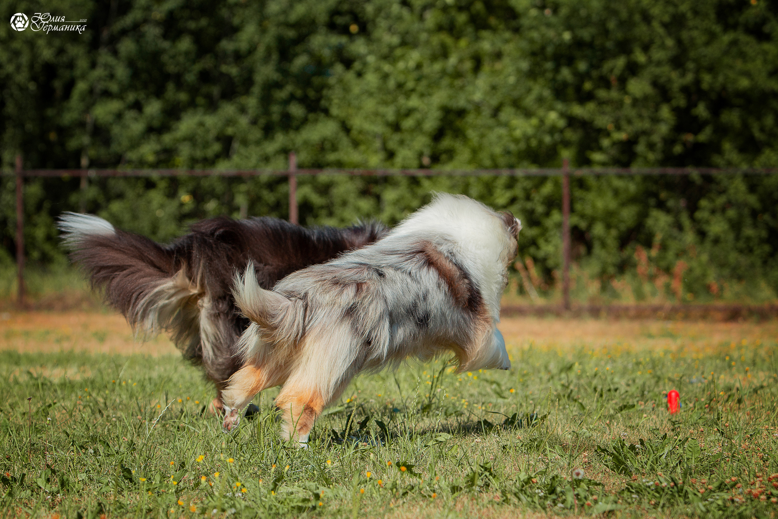 Свободная съемка. Фотограф-анималист Юлия Германика