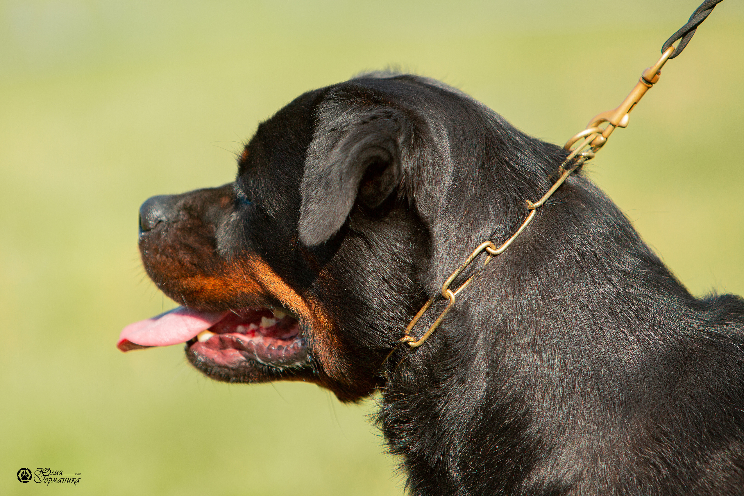 Рязань,Ховрино 14-15 августа 2021 моно ротвейлеров. Фотограф-анималист Юлия Германика