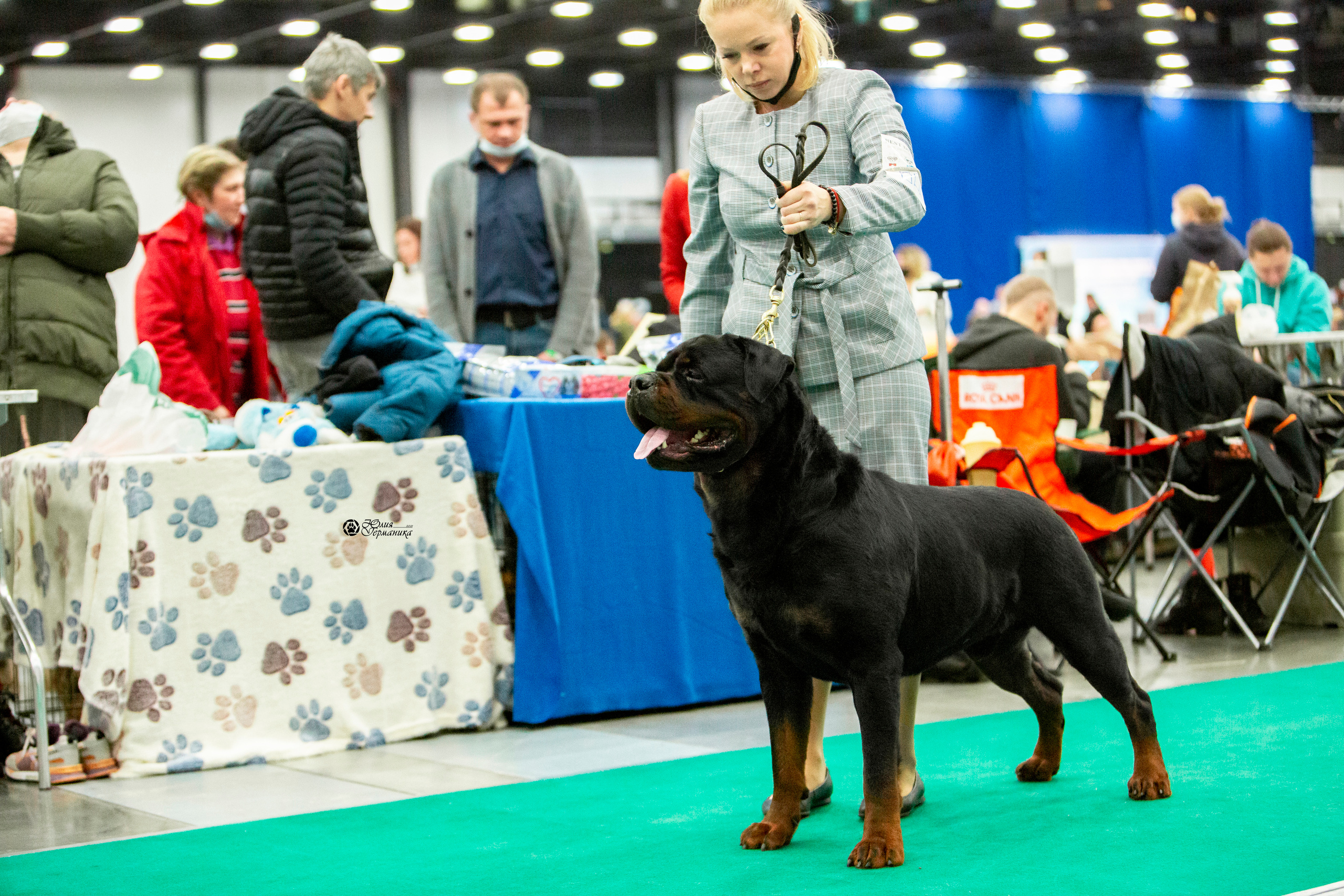 Санкт-Петербург 3хCACIB 10-12 декабря 2021. Фотограф-анималист Юлия Германика