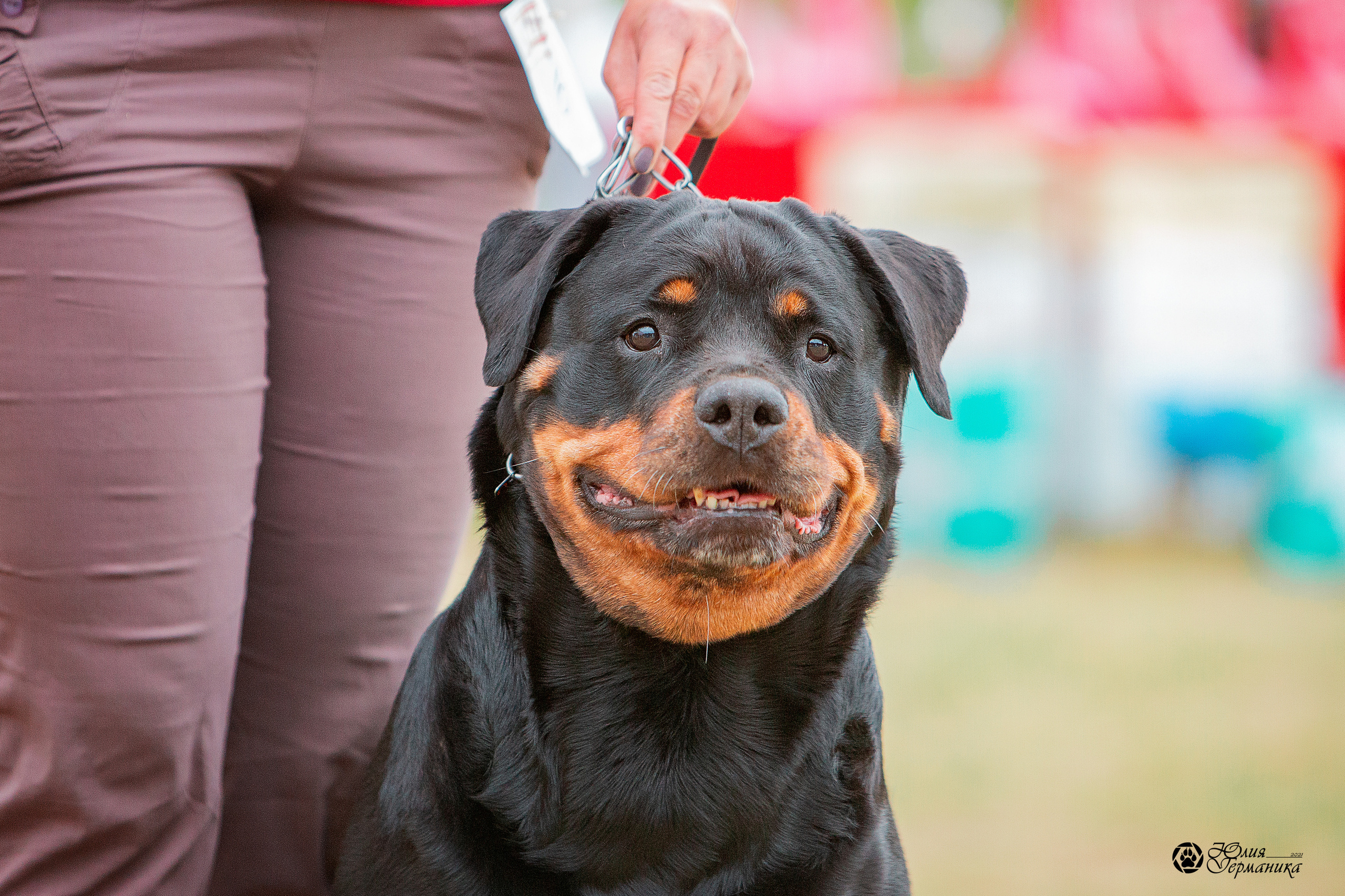 Тверь моно ротвейлеров 3-4 июля 2021. Фотограф-анималист Юлия Германика