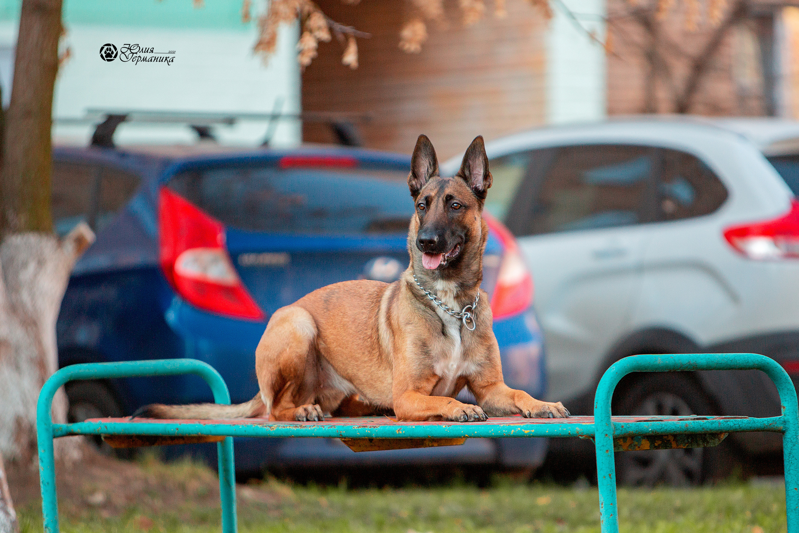Свободная съемка. Фотограф-анималист Юлия Германика