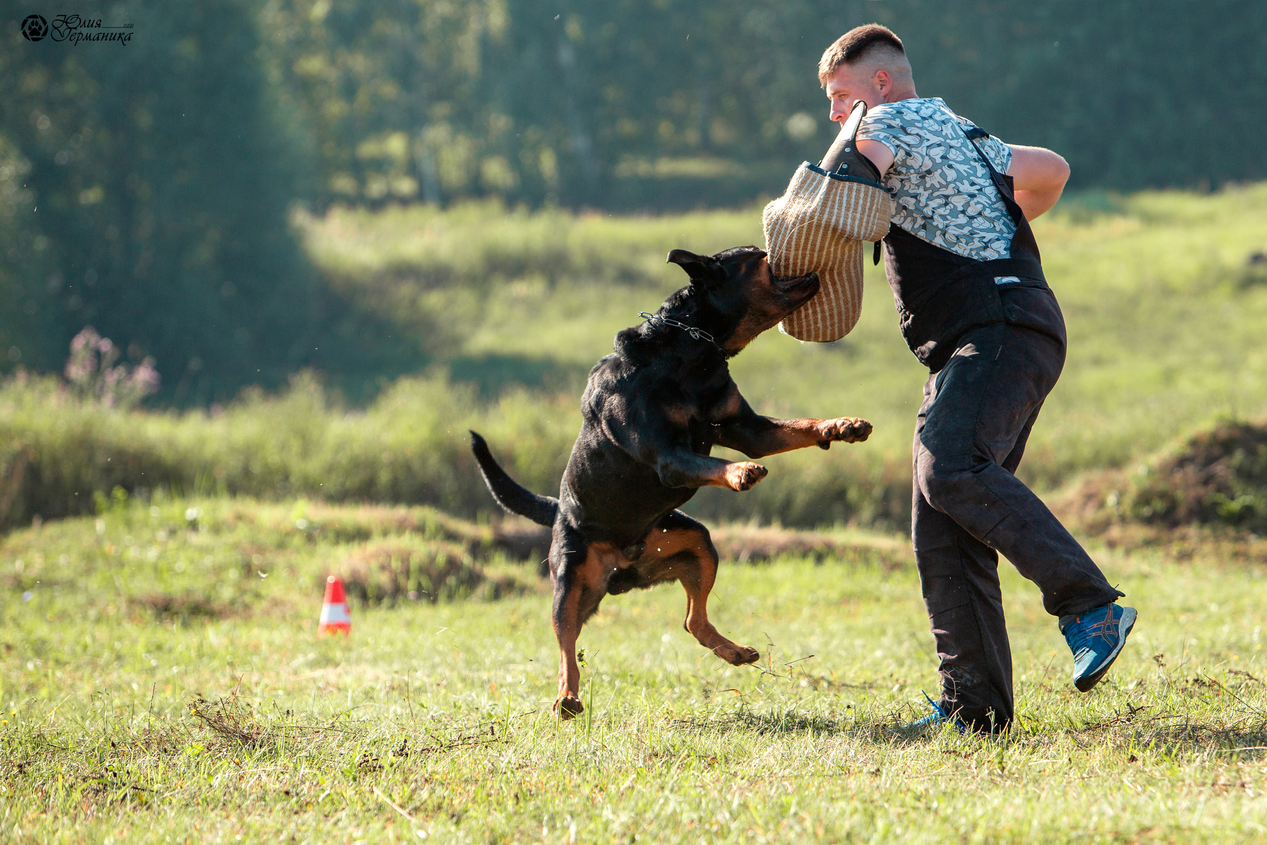 Рязань,Ховрино 14-15 августа 2021 моно ротвейлеров. Фотограф-анималист Юлия Германика
