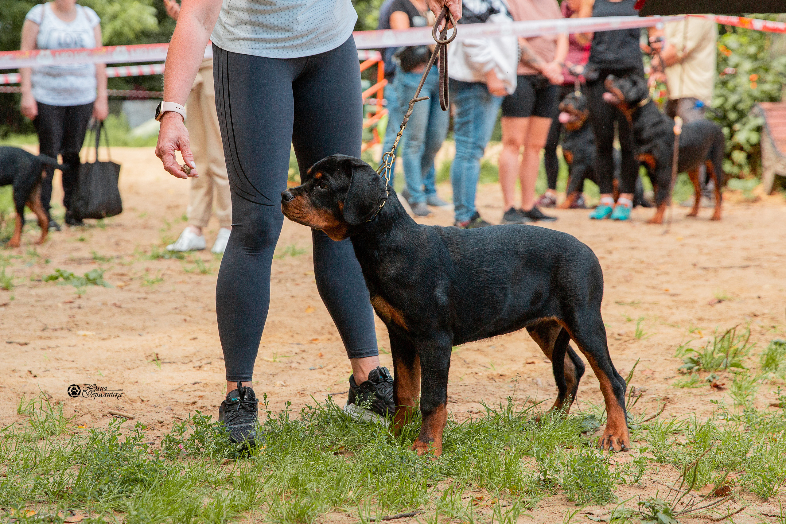 Рязань,Ховрино 14-15 августа 2021 моно ротвейлеров. Фотограф-анималист Юлия Германика
