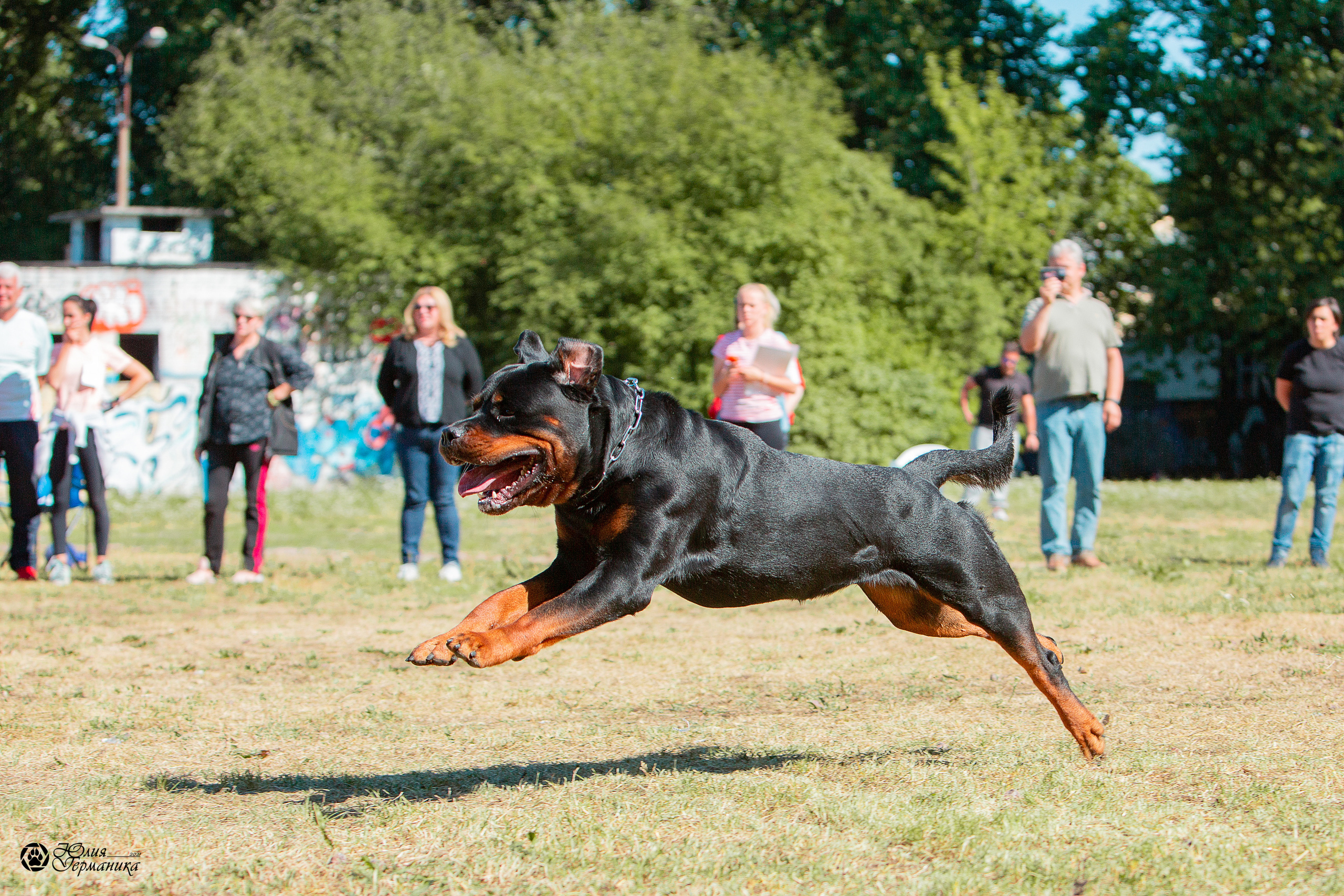 Монопородная выставка ротвейлеров Питер. Фотограф-анималист Юлия Германика