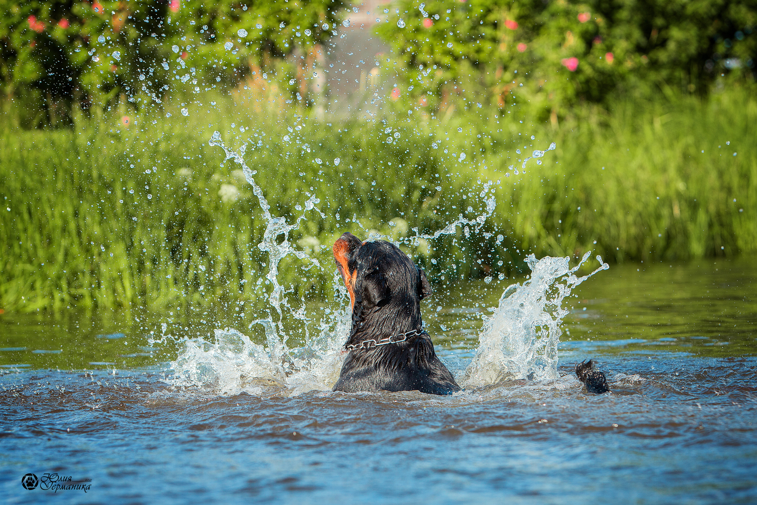 Свободная съемка. Фотограф-анималист Юлия Германика