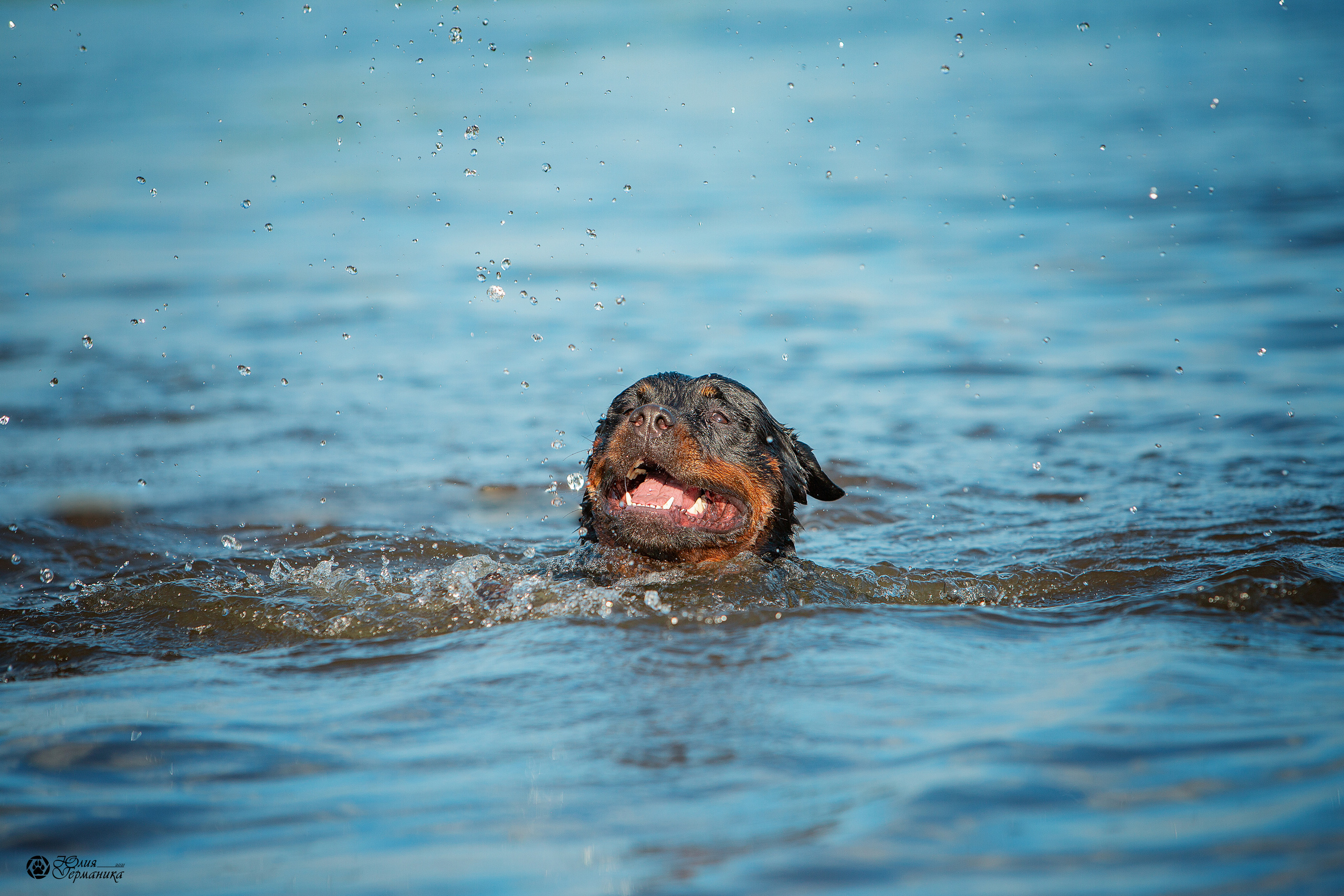 Свободная съемка. Фотограф-анималист Юлия Германика