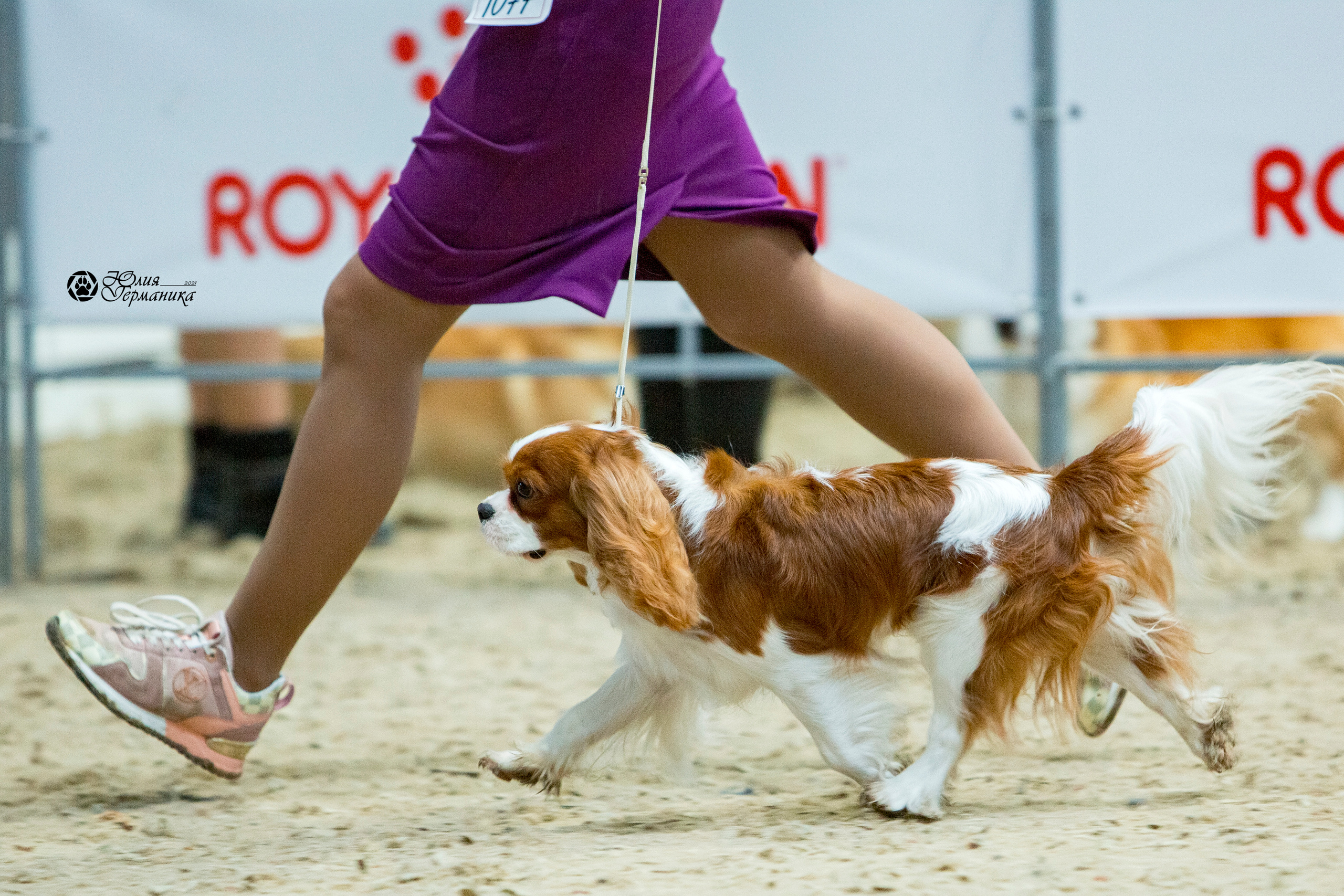 Минск 2хCACIB 27-28 ноября 2021. Фотограф-анималист Юлия Германика