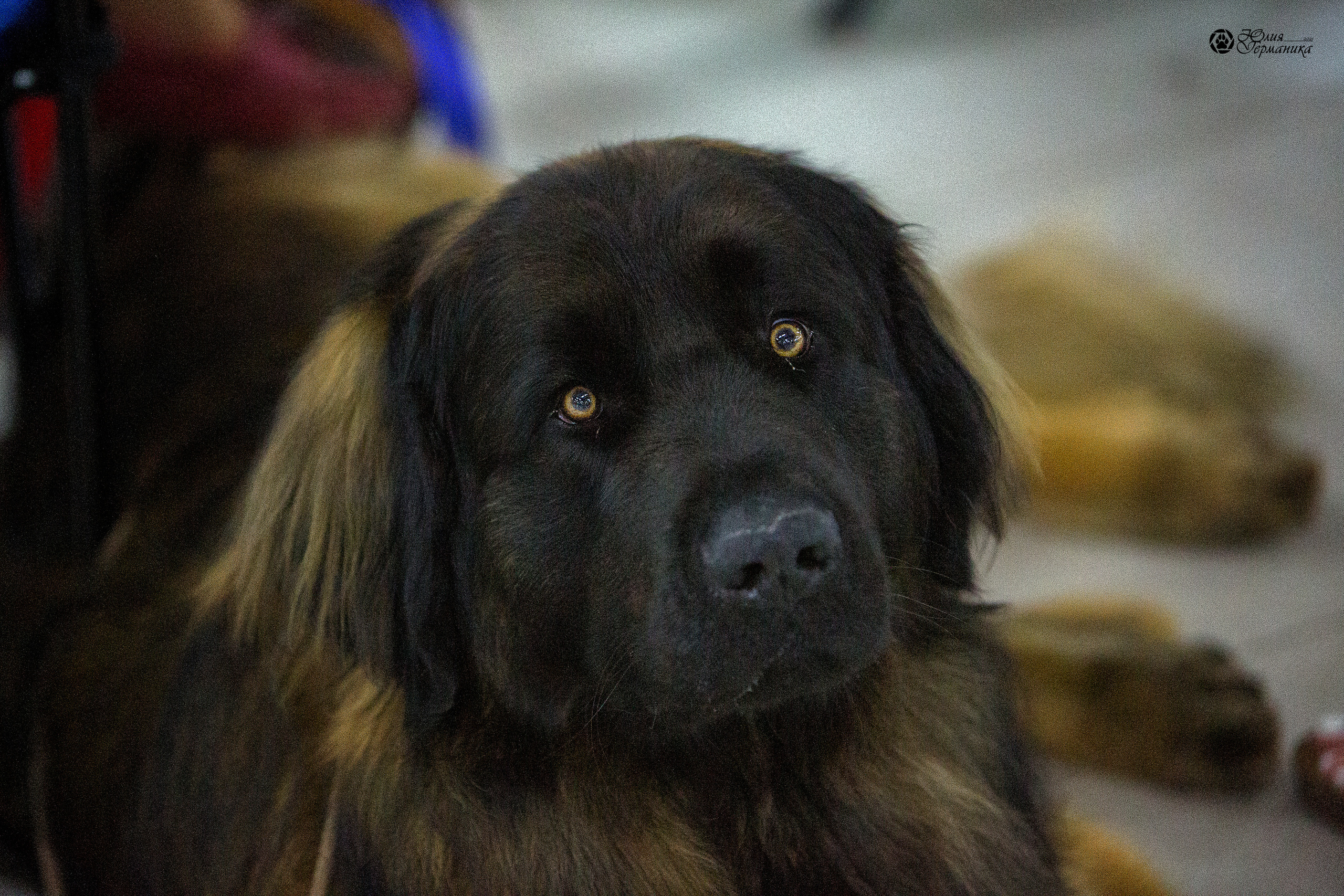 Чайна-Таун 2021. Фотограф-анималист Юлия Германика