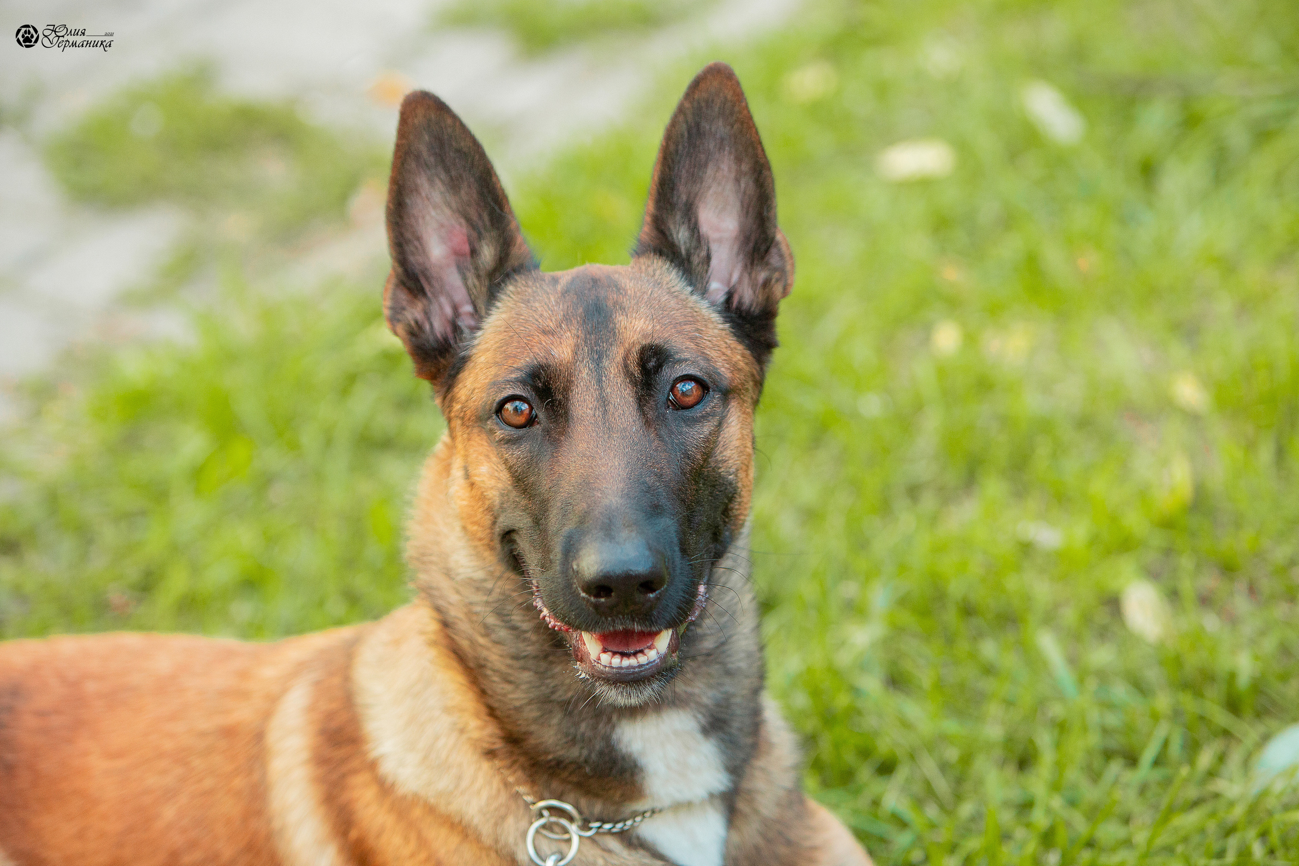 Свободная съемка. Фотограф-анималист Юлия Германика