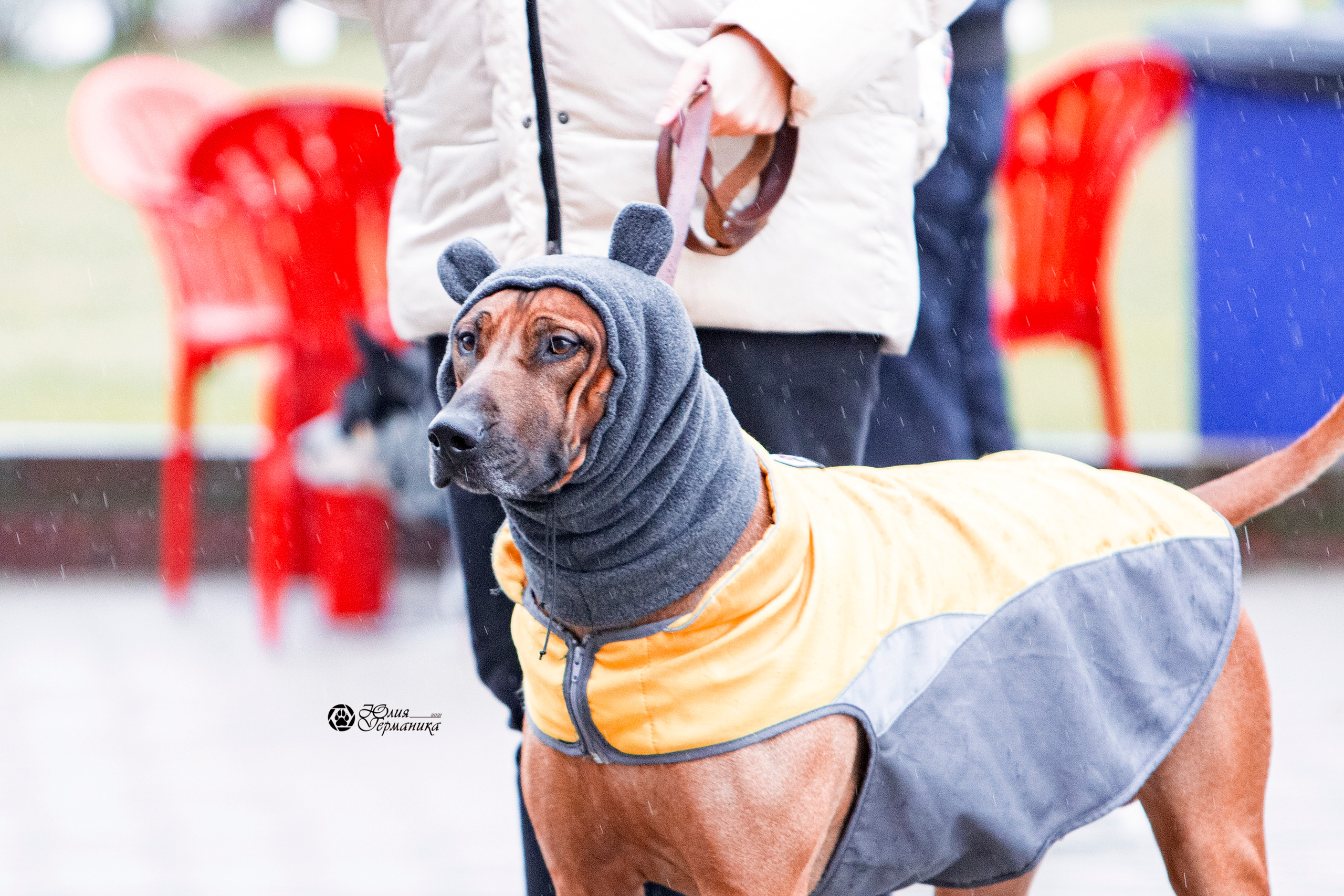 Минск 2хCACIB 27-28 ноября 2021. Фотограф-анималист Юлия Германика