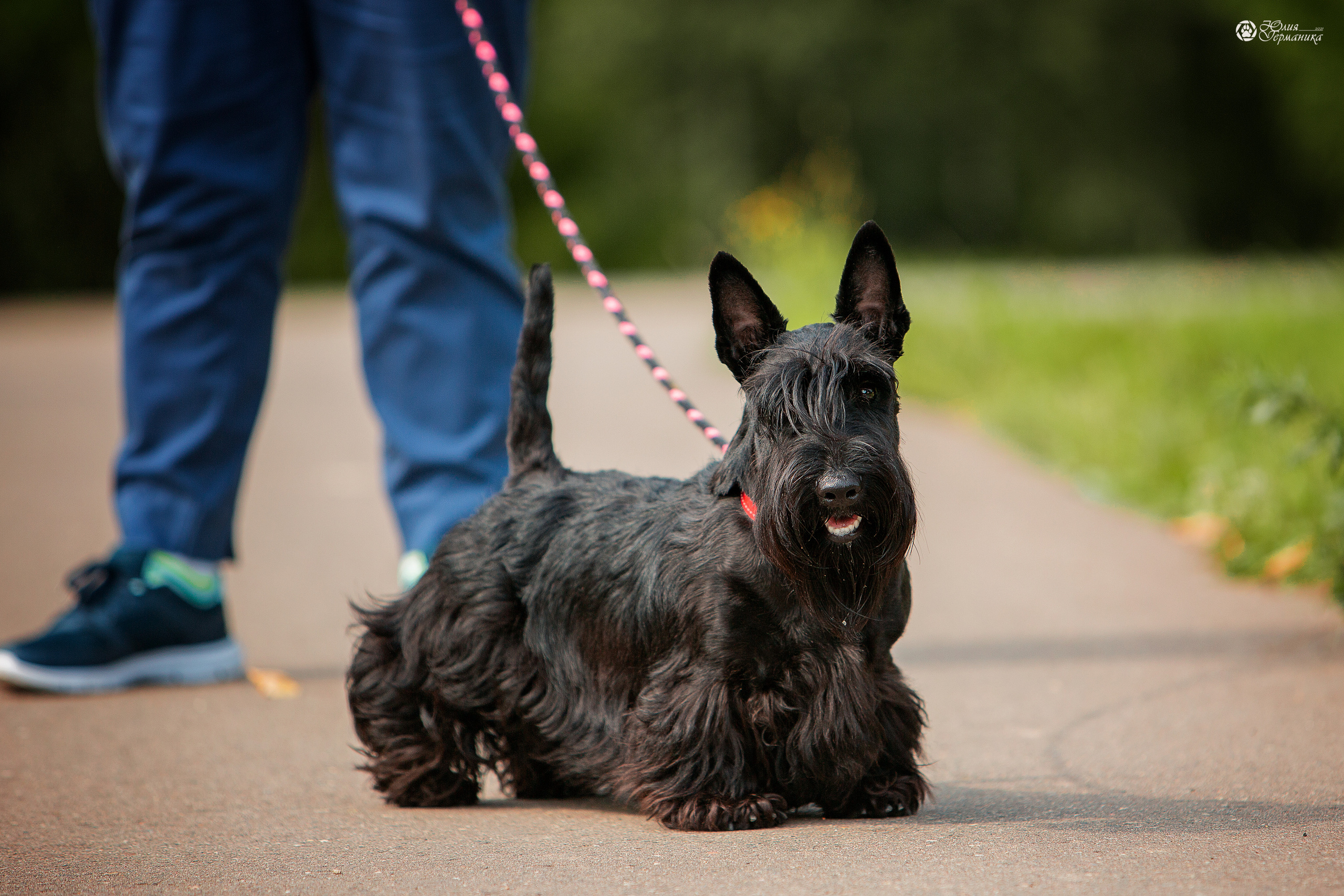Свободная съемка. Фотограф-анималист Юлия Германика