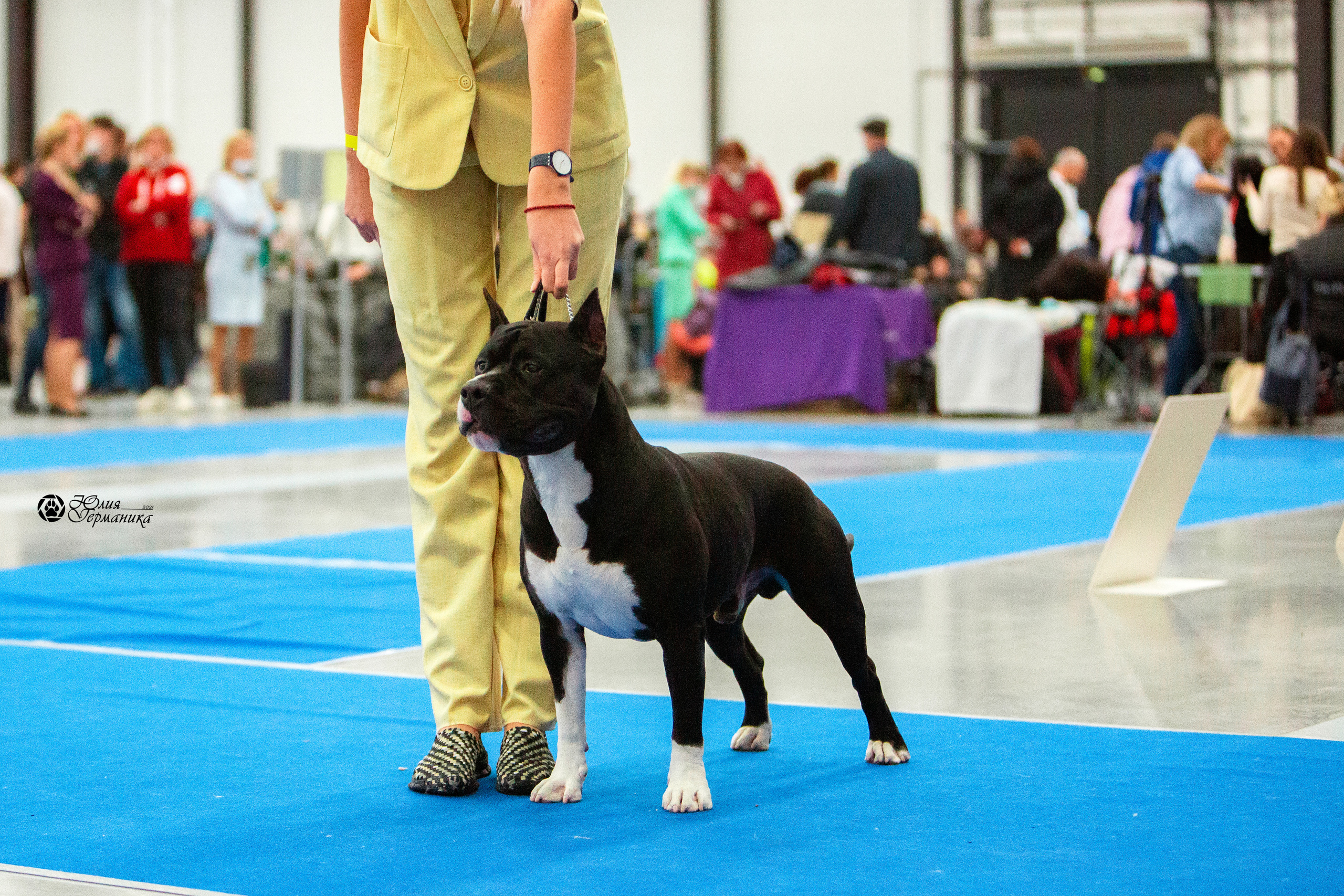 Питер 4 CACIB 22-25 октября 2021. Фотограф-анималист Юлия Германика