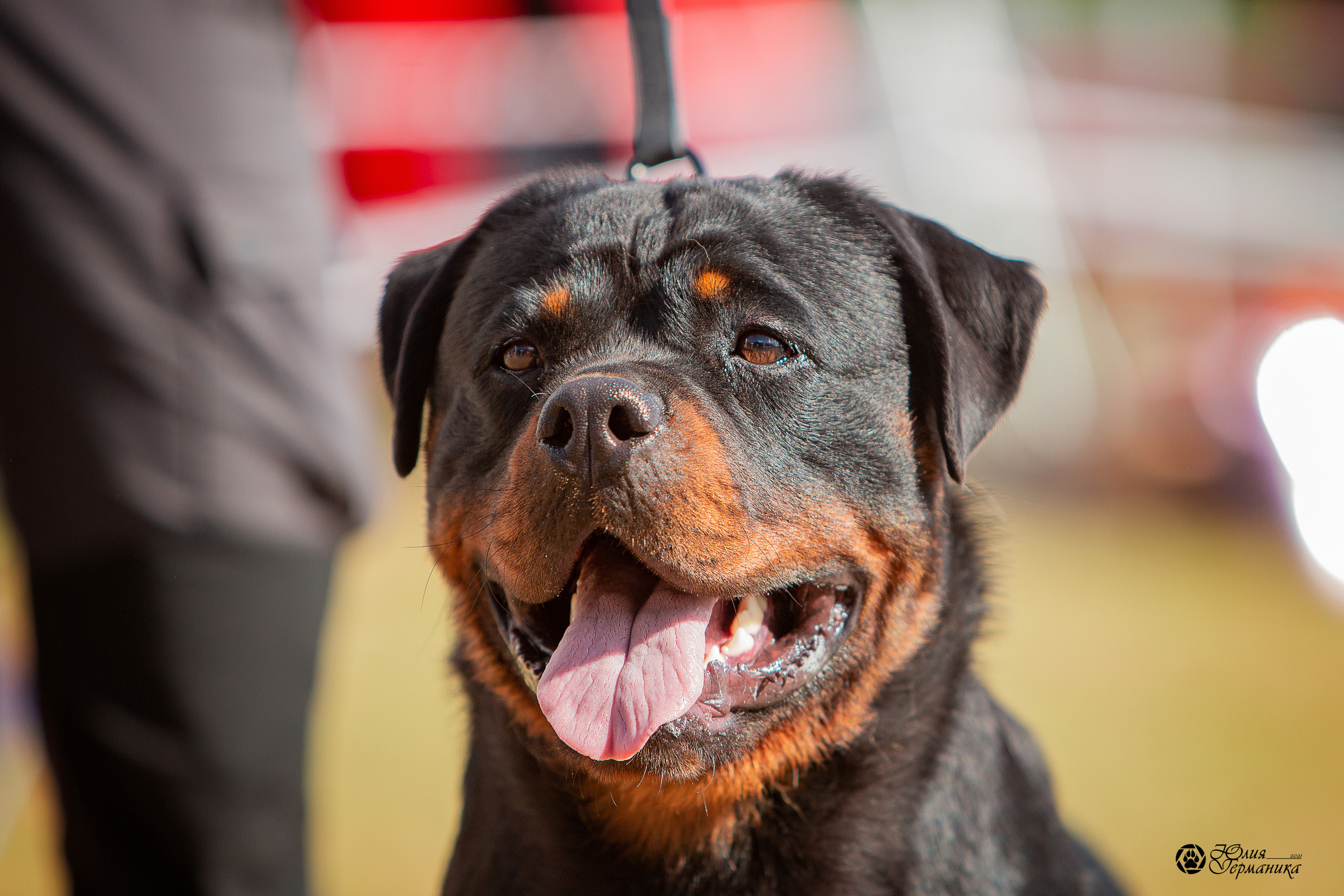 Тверь моно ротвейлеров 3-4 июля 2021. Фотограф-анималист Юлия Германика