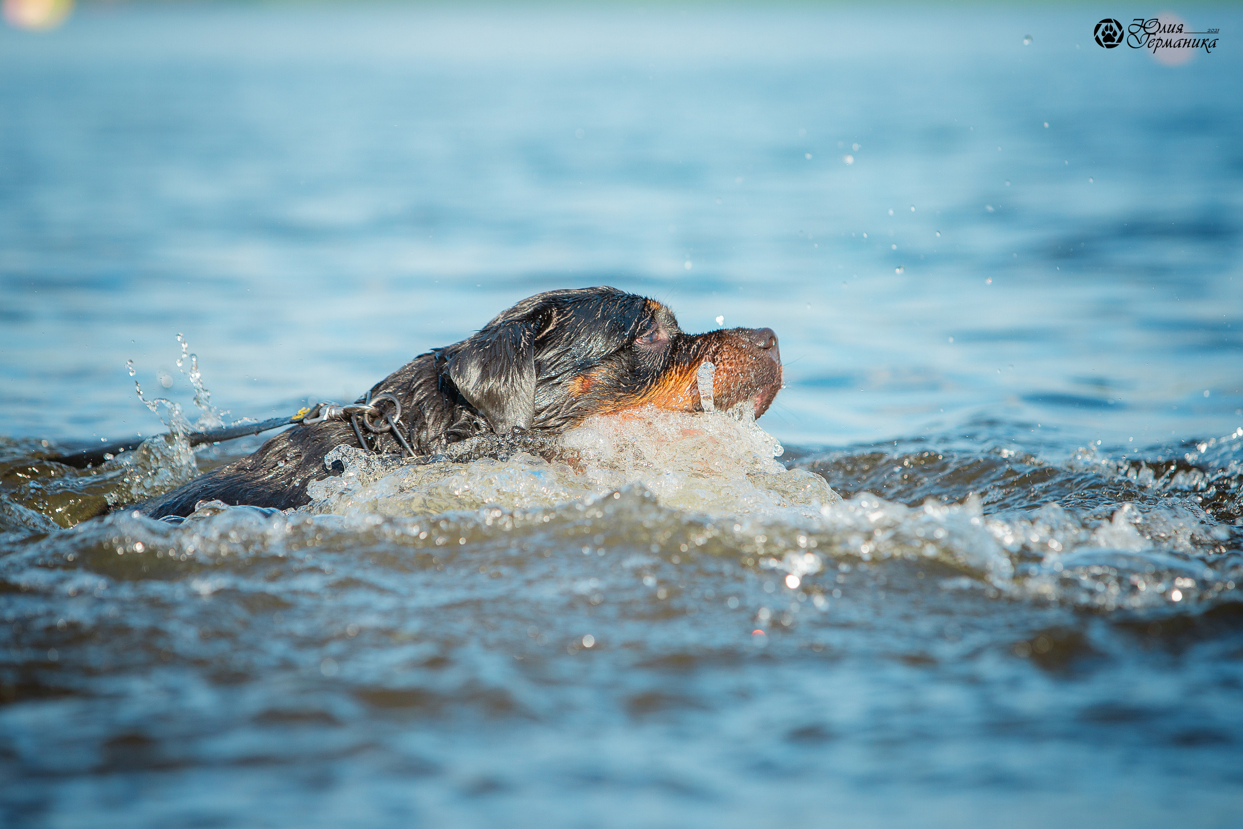 Свободная съемка. Фотограф-анималист Юлия Германика