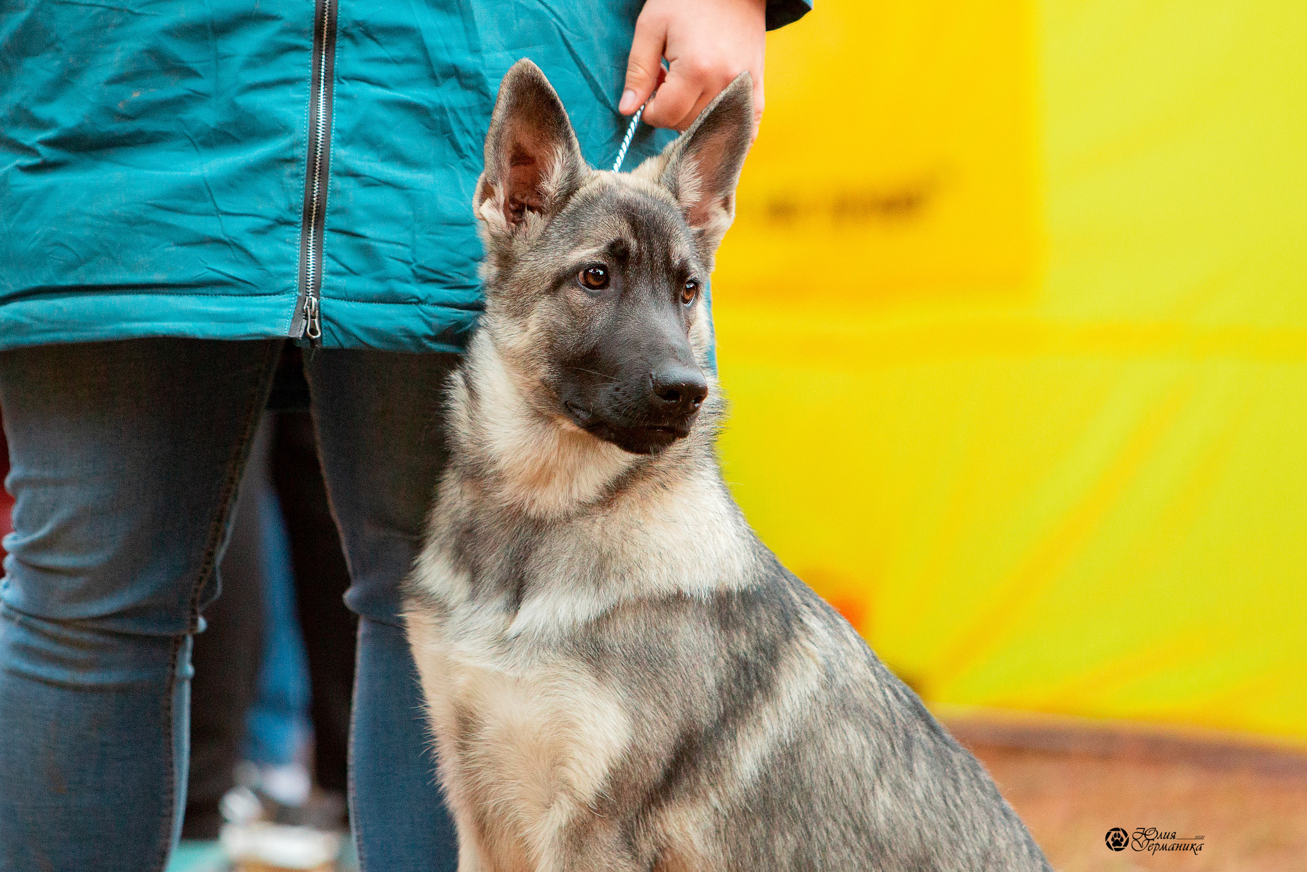 Сокольники 25 сентября Моно ВЕО Моншер Версаль. Фотограф-анималист Юлия Германика