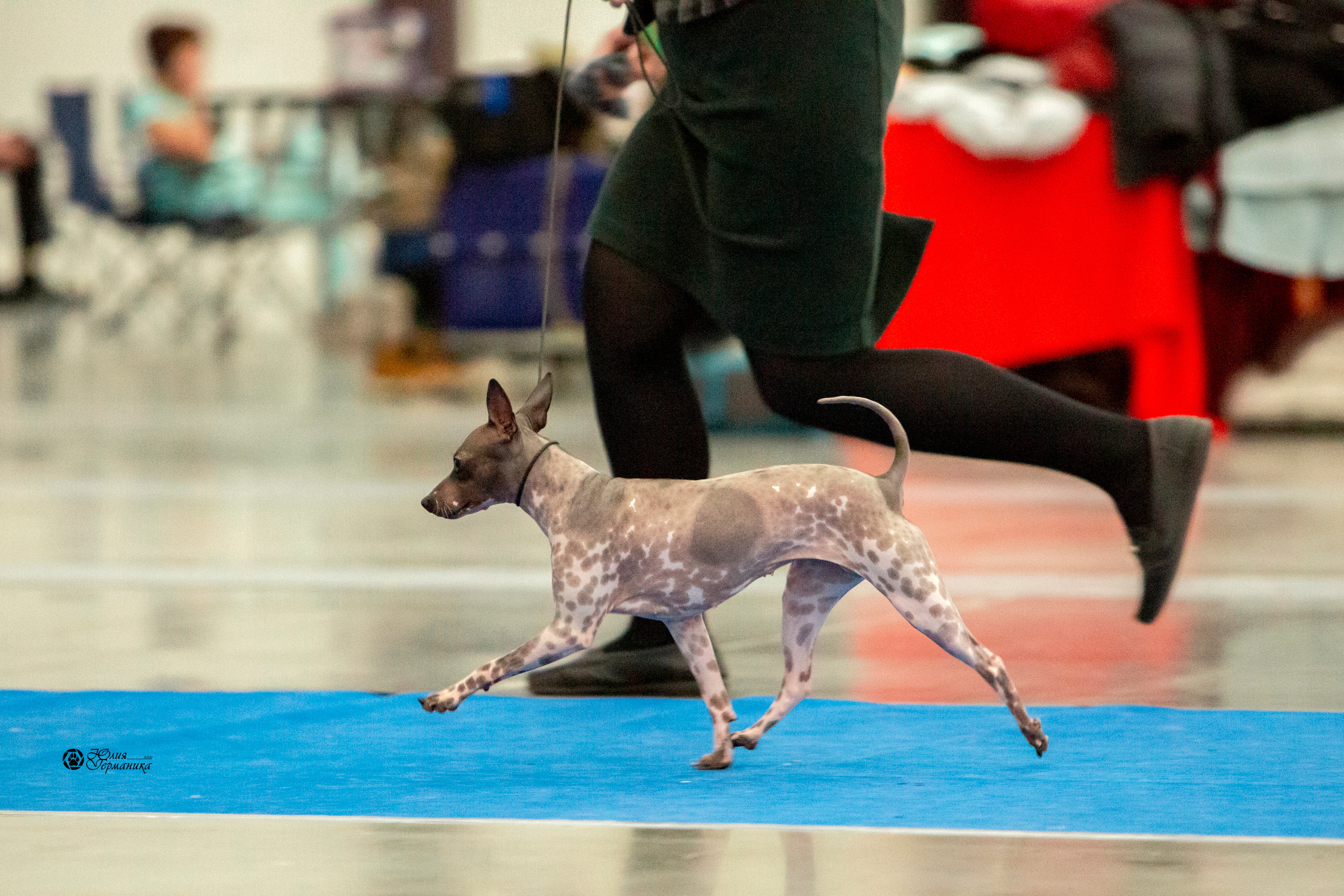 Санкт-Петербург 3хCACIB 10-12 декабря 2021. Фотограф-анималист Юлия Германика