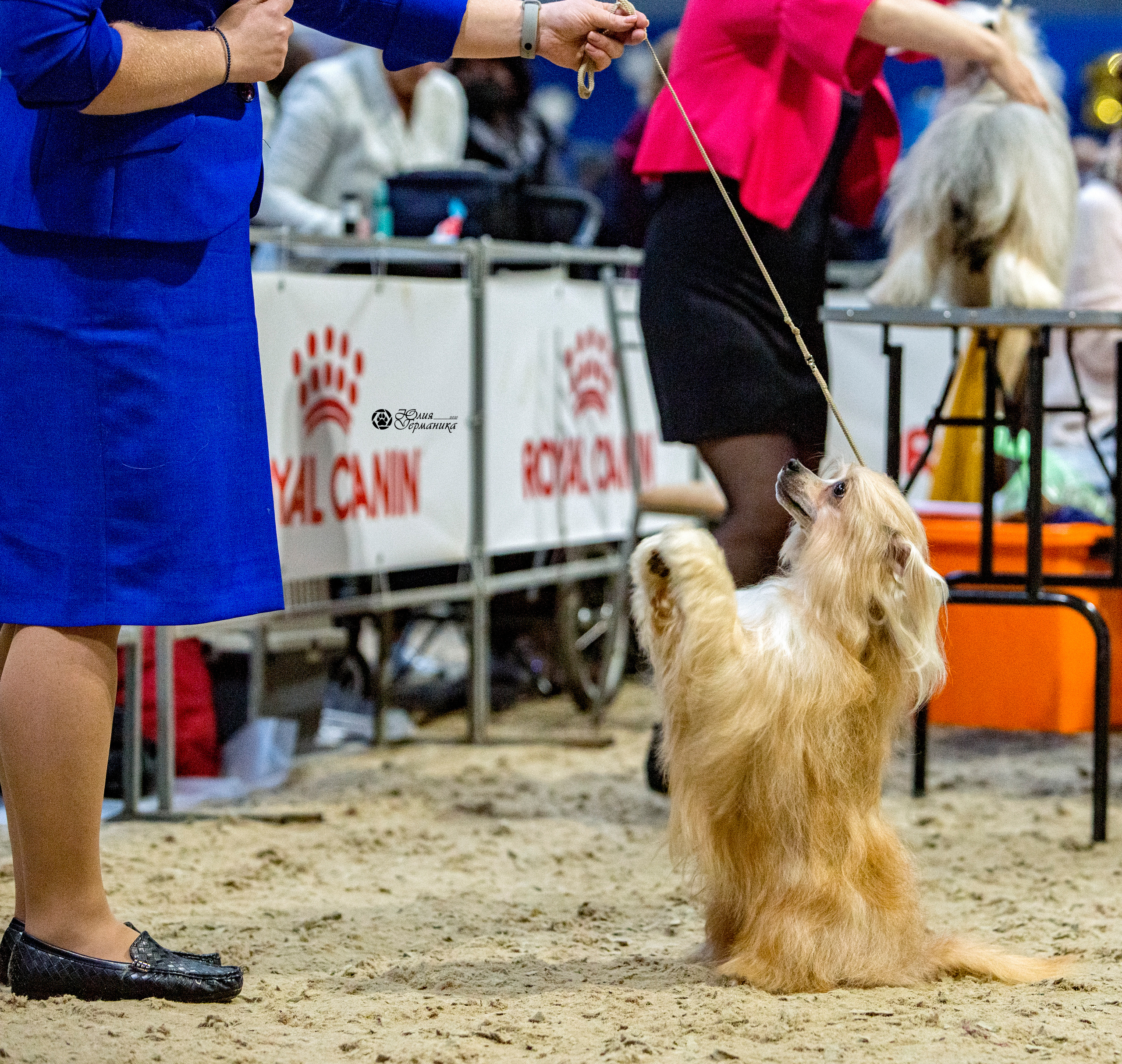 Минск 2хCACIB 27-28 ноября 2021. Фотограф-анималист Юлия Германика