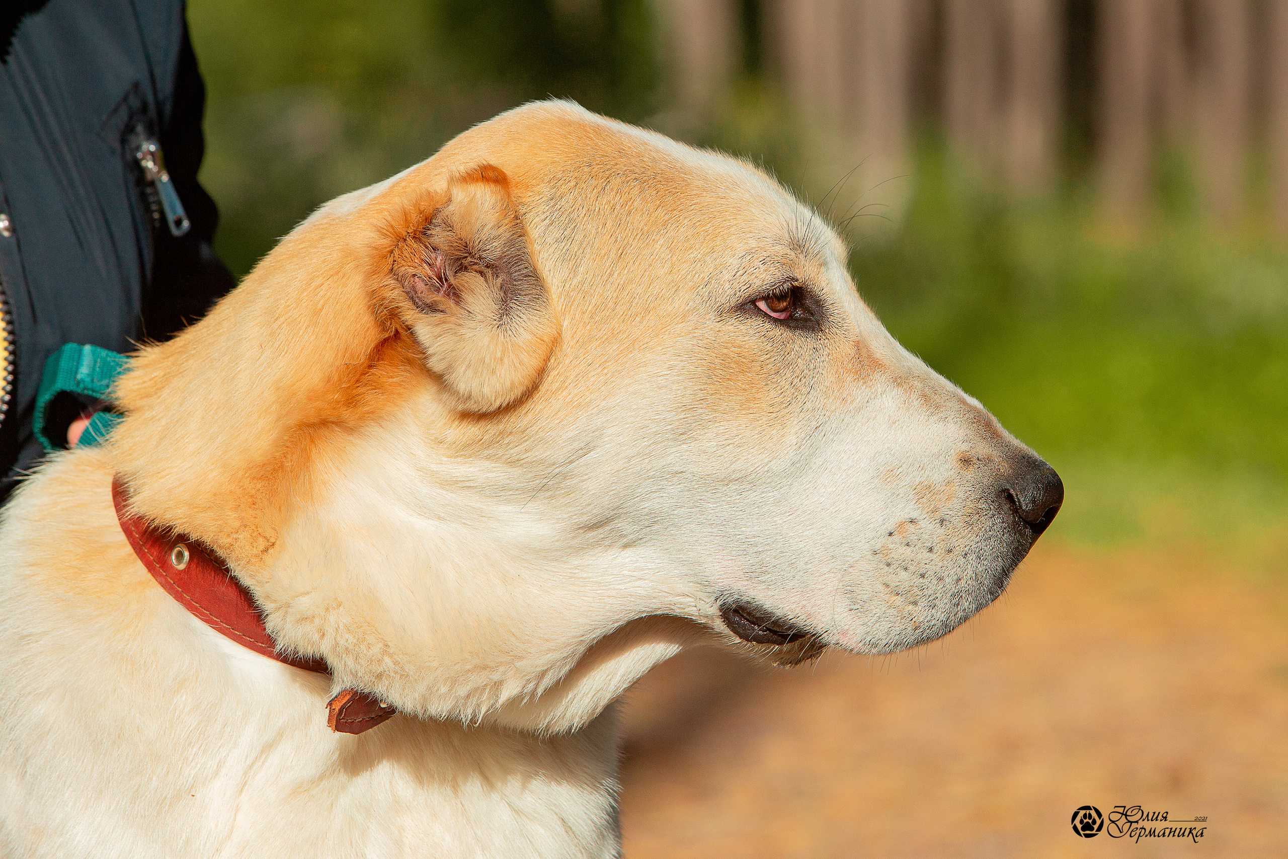 Свободная съемка. Фотограф-анималист Юлия Германика